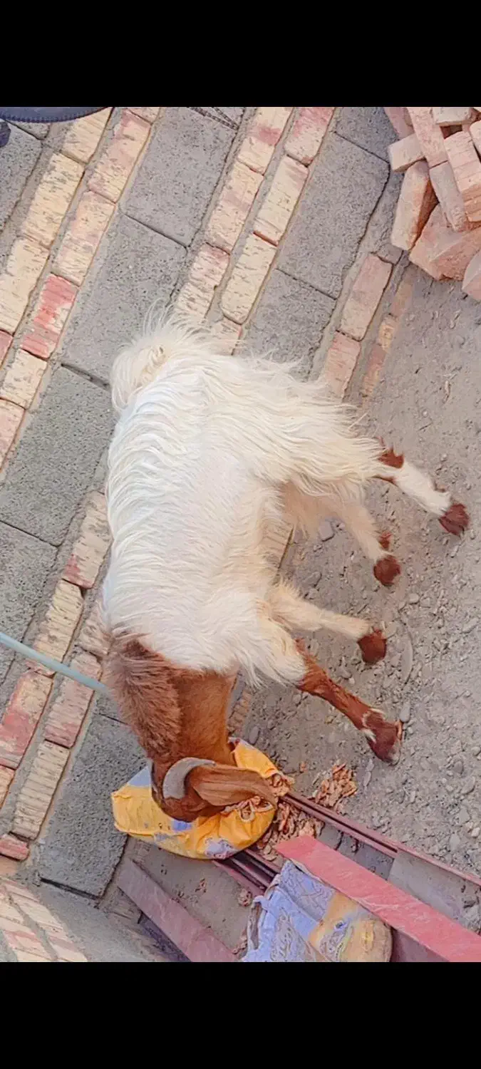 پاچن دورگه پاکستانی|حیوانات مزرعه|ایرانشهر, |دیوار