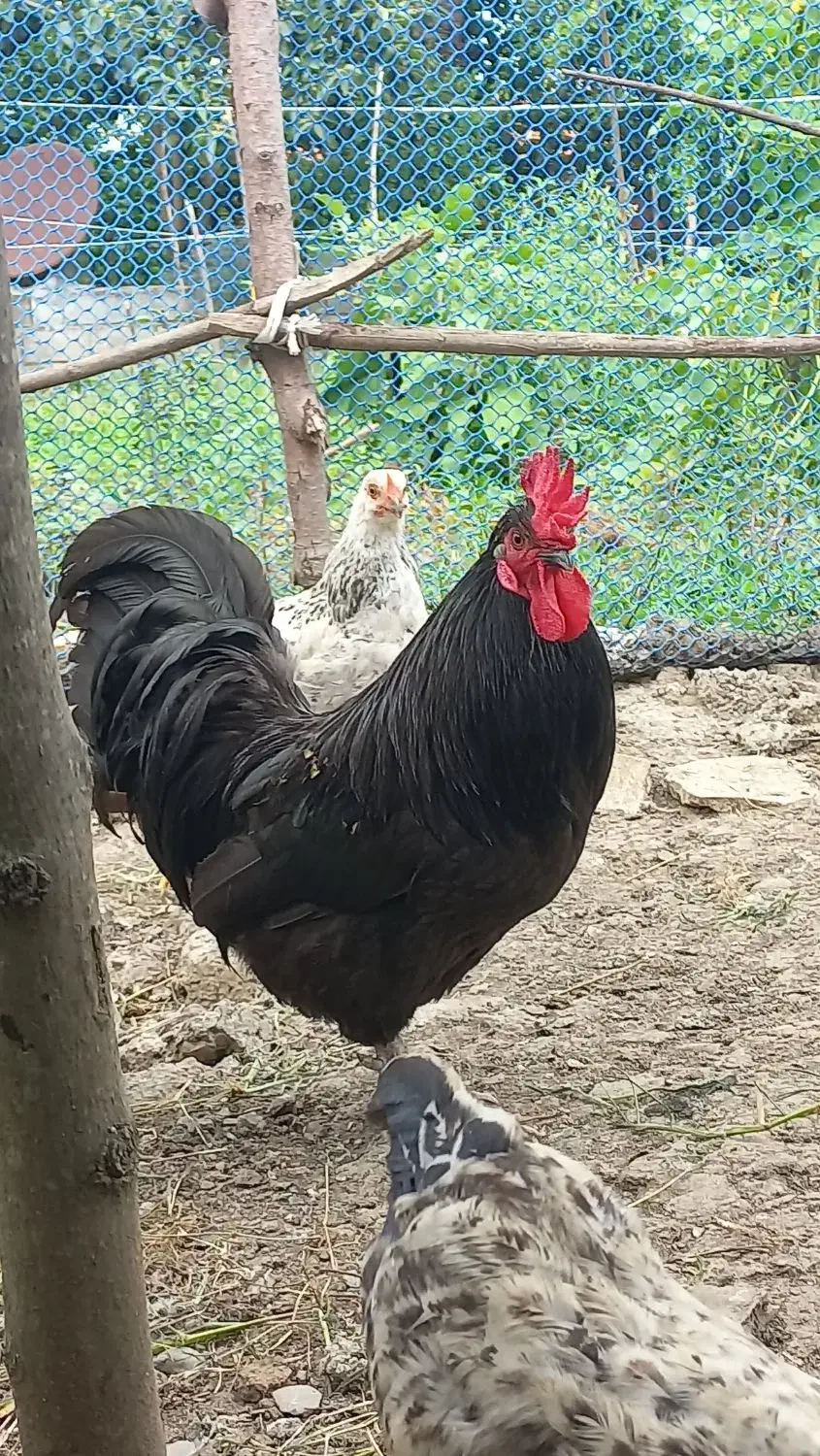 خروس استرالوپ|حیوانات مزرعه|املش, |دیوار