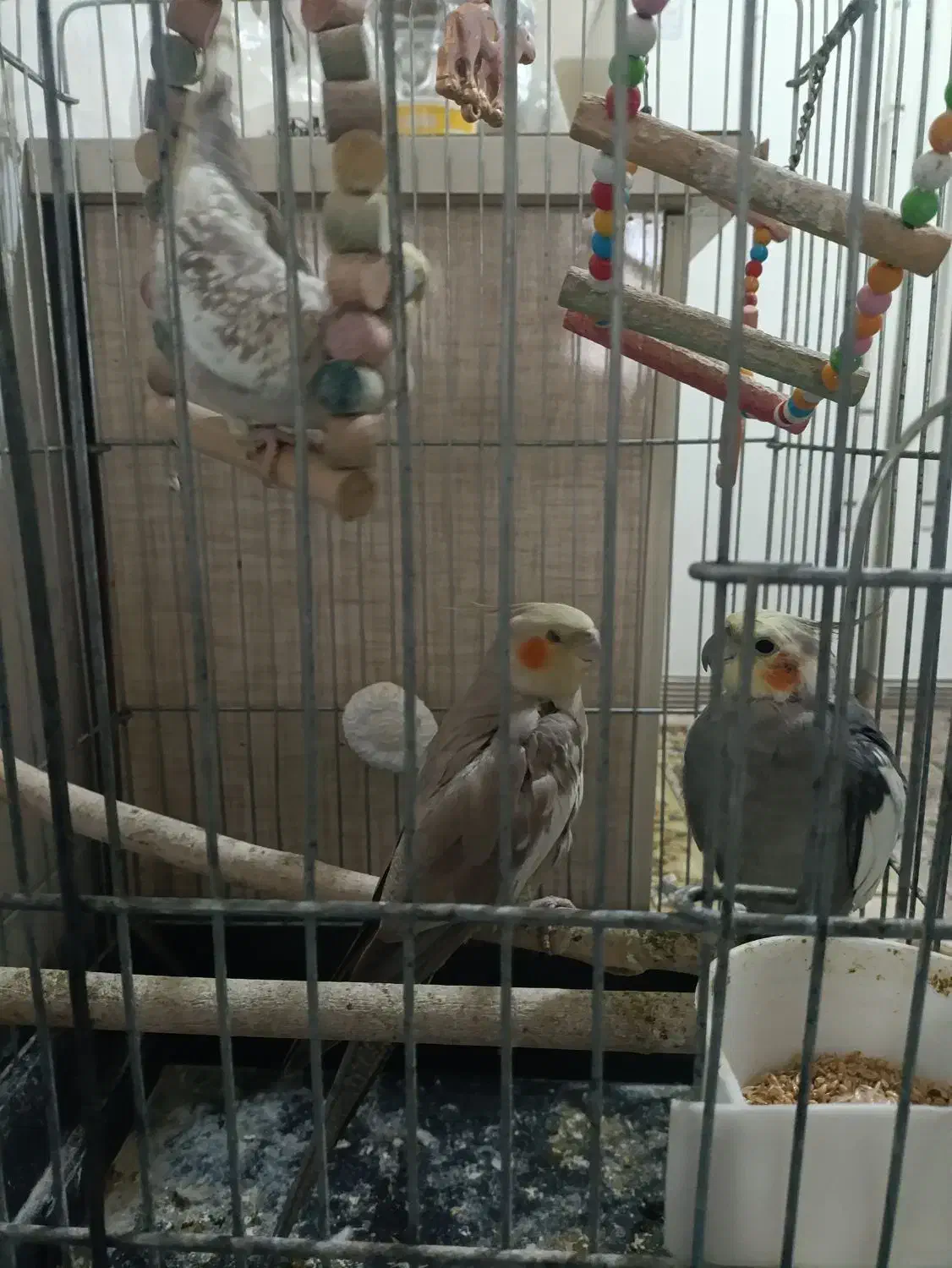 فروش 3 عدد عروس هلندی مولد|پرنده|بوکان, |دیوار