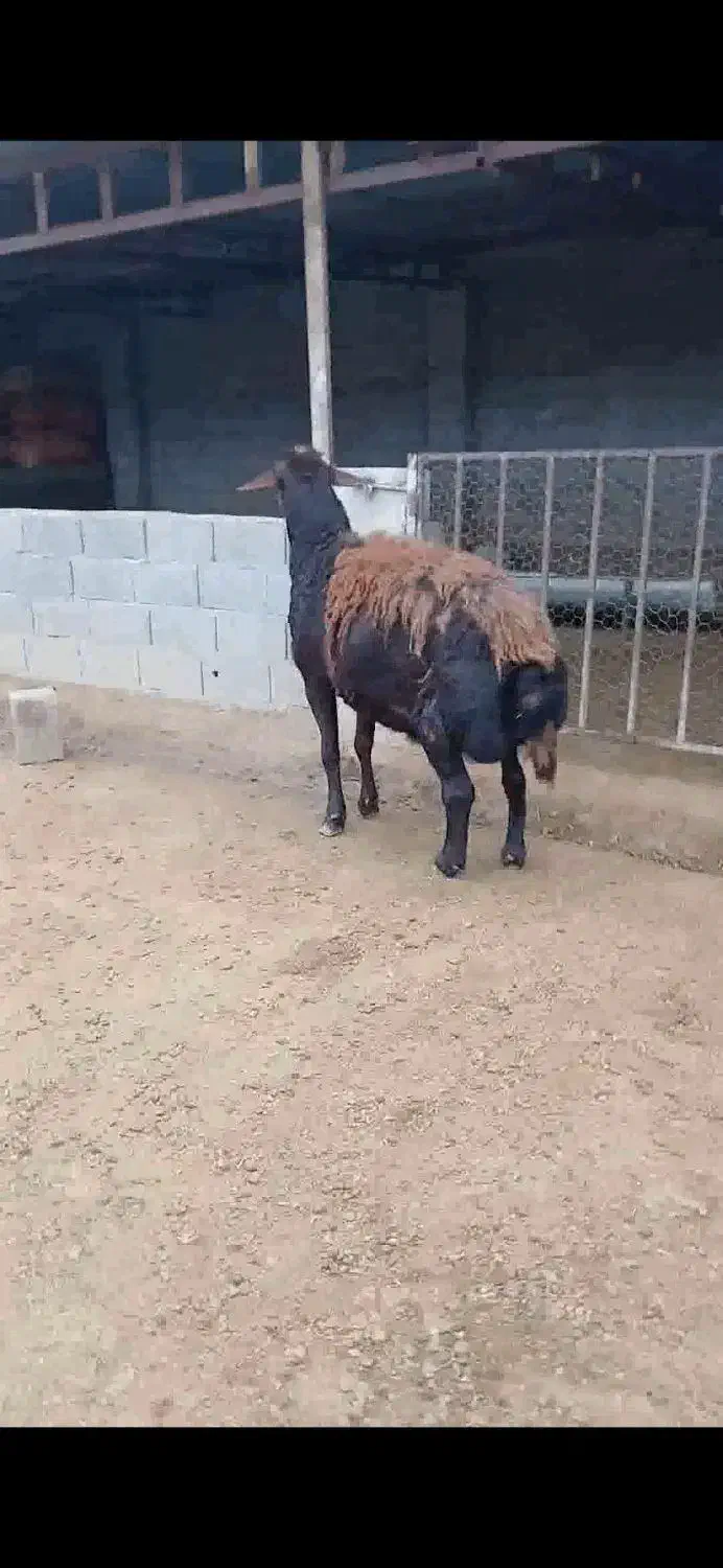 قوچ|حیوانات مزرعه|گنبد کاووس, |دیوار