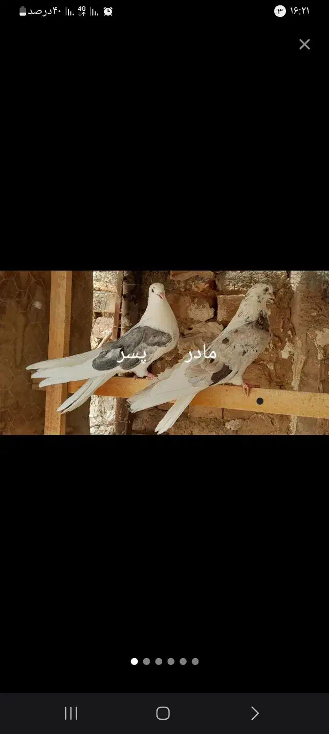 کفتر تهرانی کشیده سرور|پرنده|قم, سرحوض|دیوار