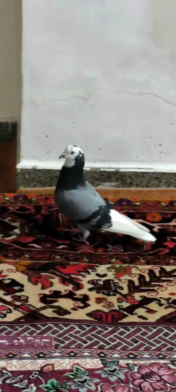 یک جفت شازده سبز|پرنده|قرچک, شهرک طلائیه|دیوار