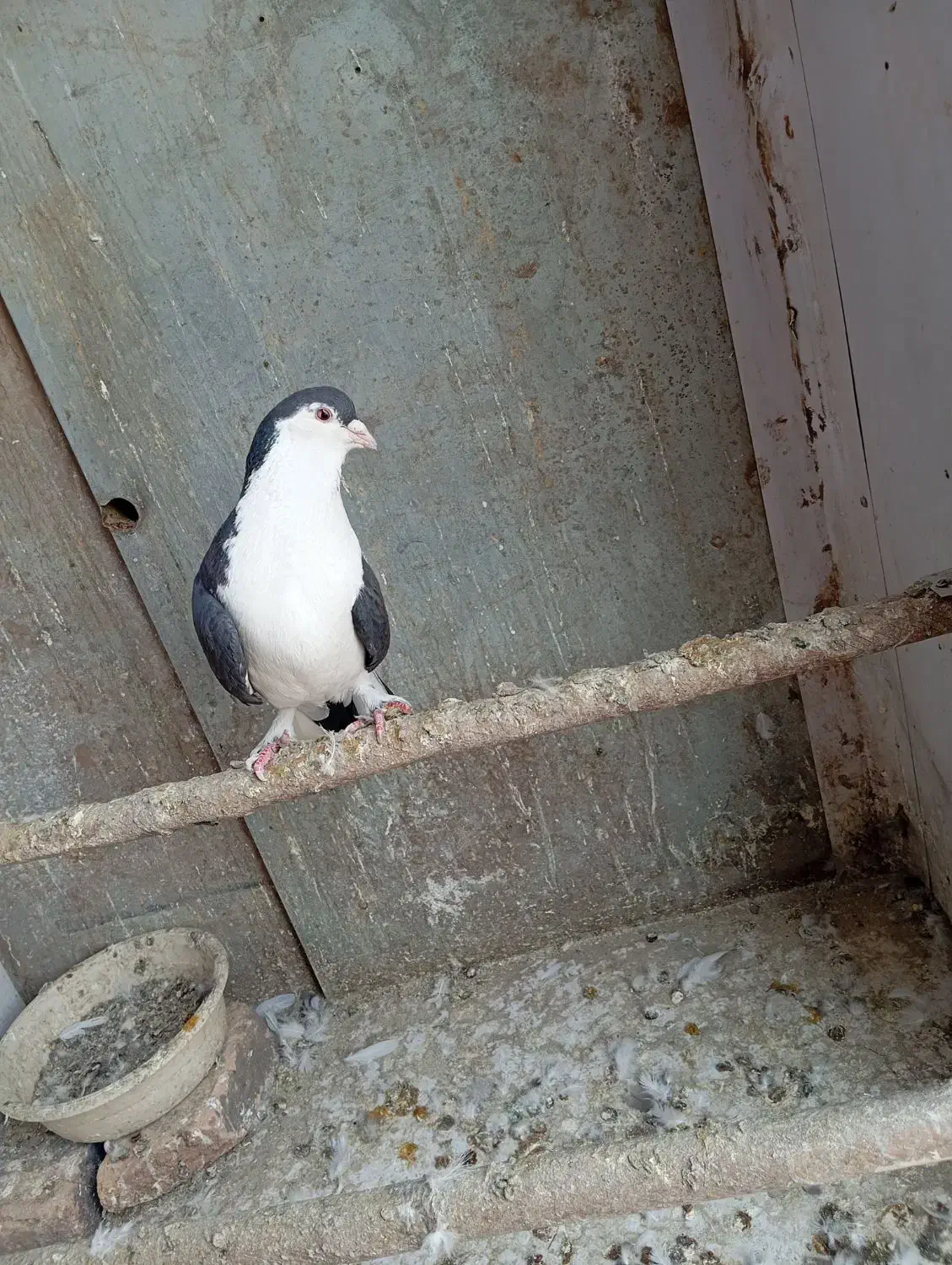 کبوتر|پرنده|پاکدشت, پاکدشت (مامازند)|دیوار