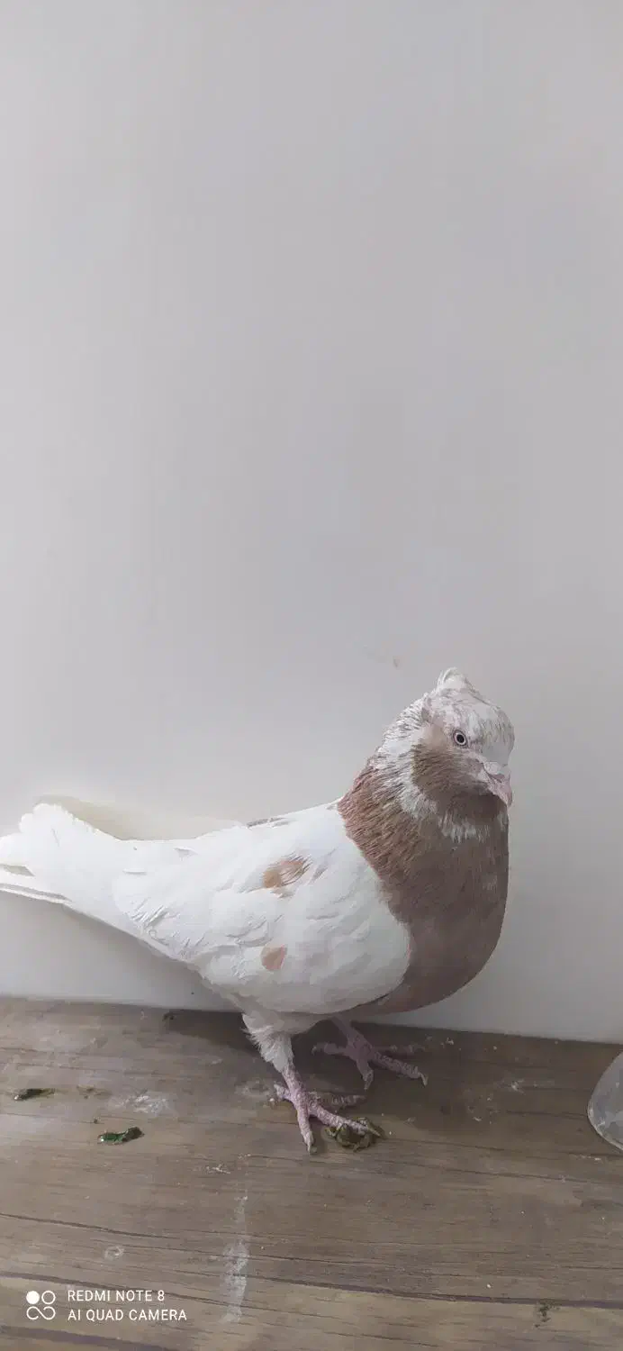 تعدادی کبوتر سالم|پرنده|شازند, |دیوار