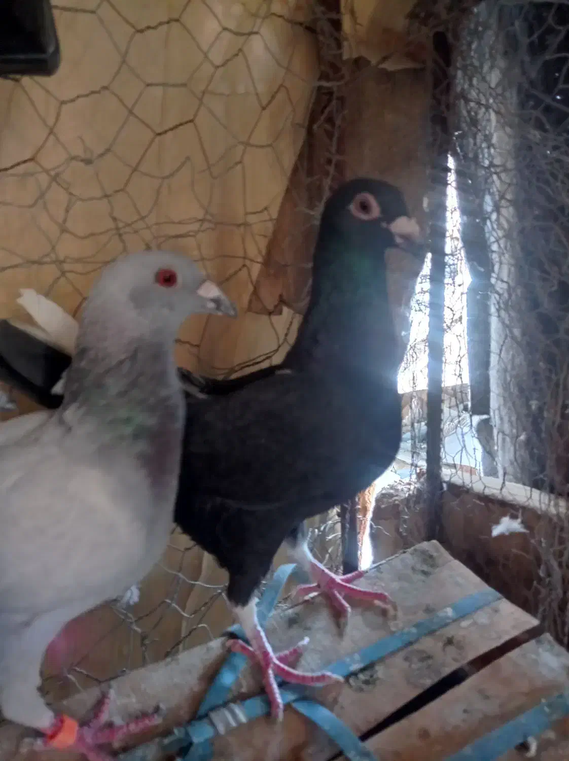 کفتر گوک فروشی|پرنده|ایرانشهر, |دیوار