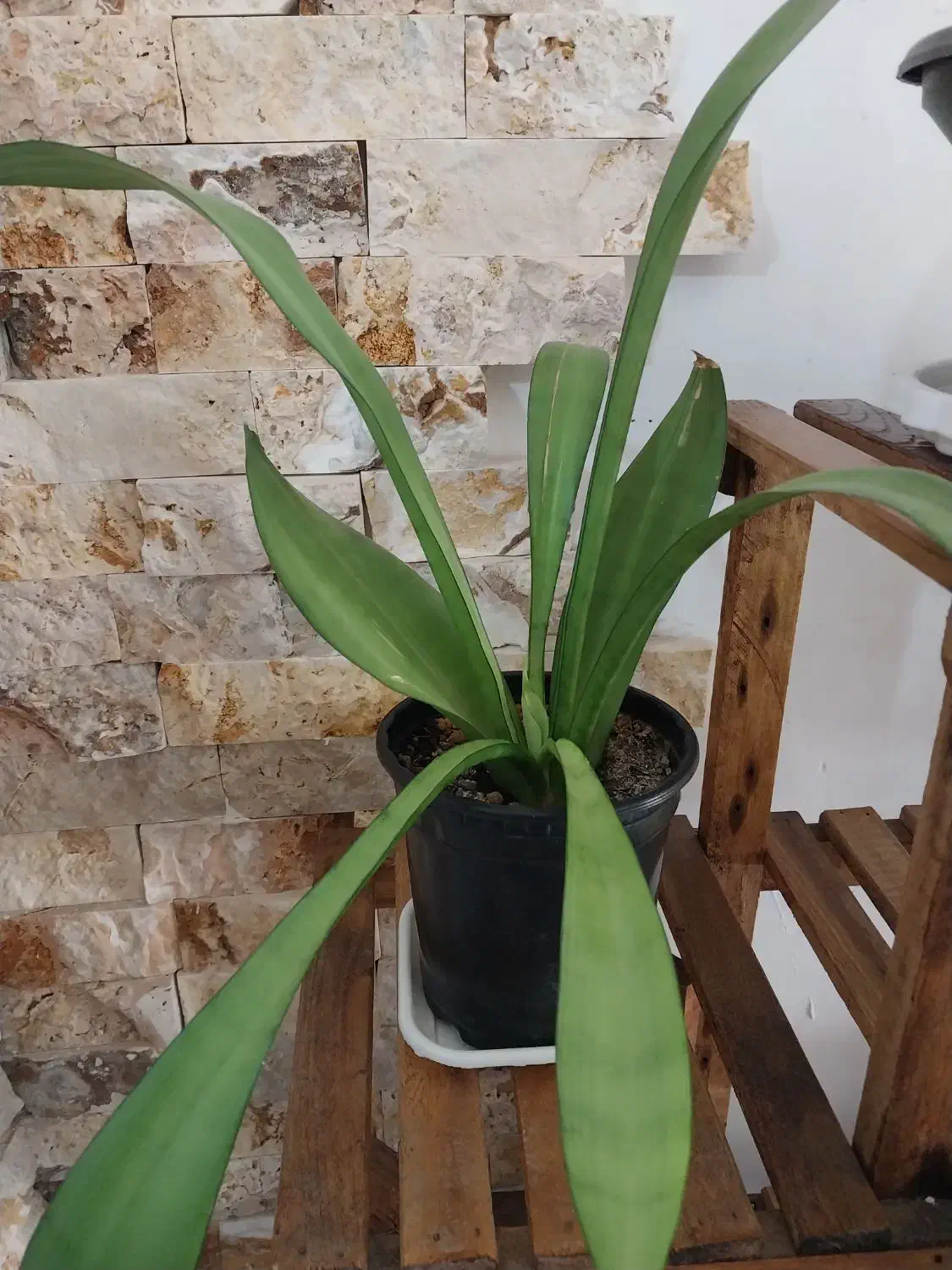 گل خورشیدی آونیوم و پتوس سانسوریا مهتابی و ابلغ|گل و گیاه طبیعی|اسلام‌شهر, شهرک محمدیه|دیوار