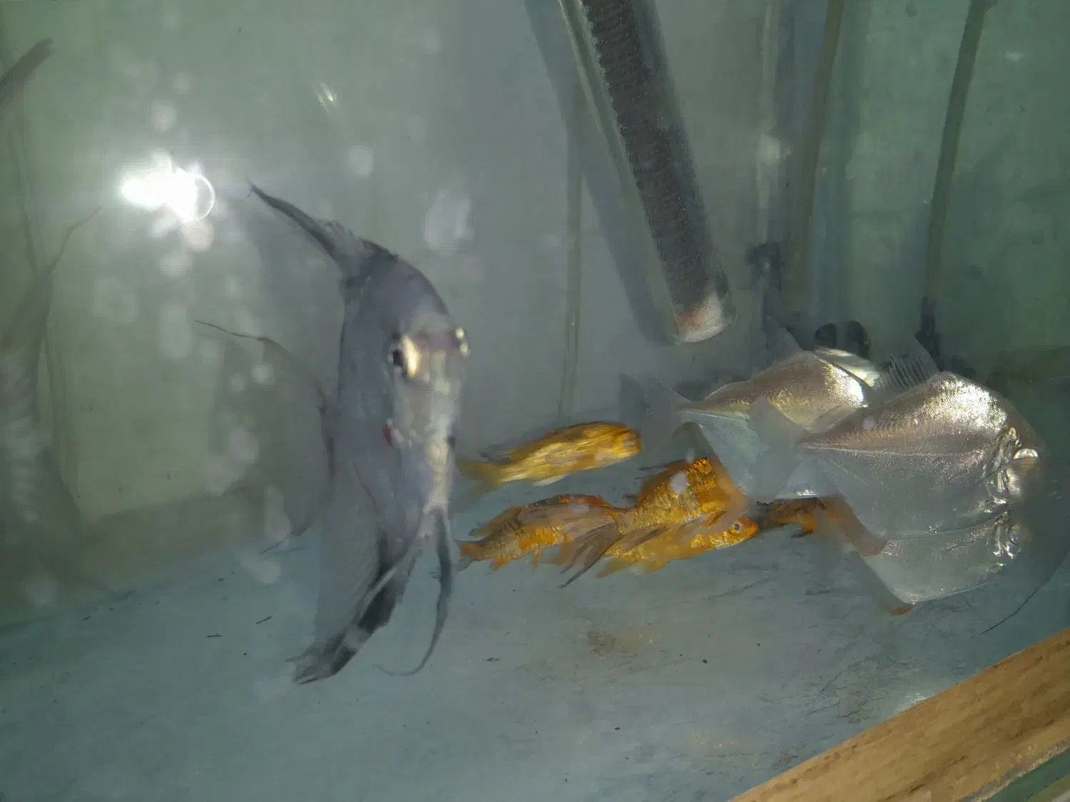 ماهی جدید رسید|ماهی|کوهدشت, |دیوار