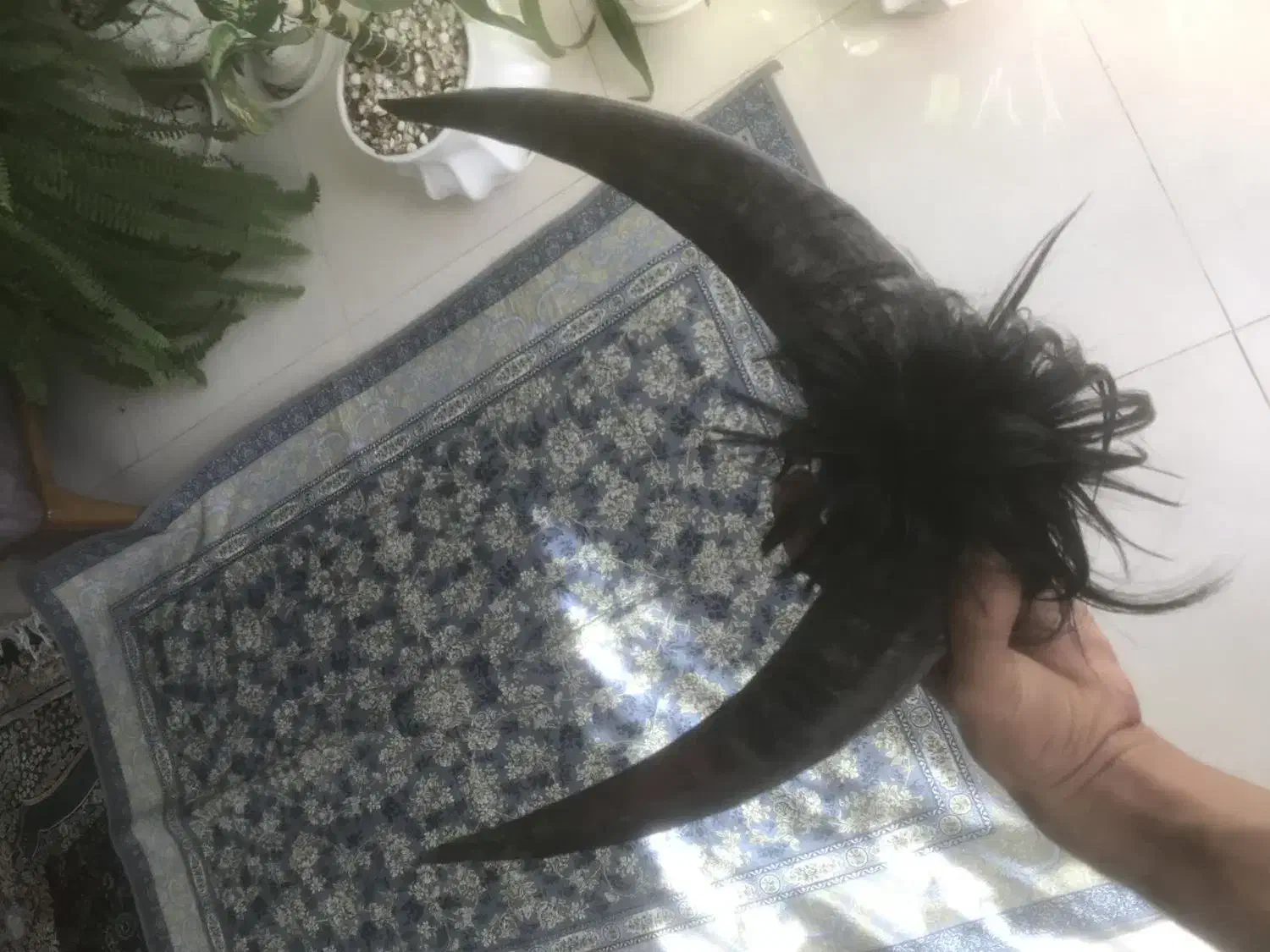 شاخ دوبور بز|کلکسیون و سرگرمی|خمینی‌شهر, |دیوار