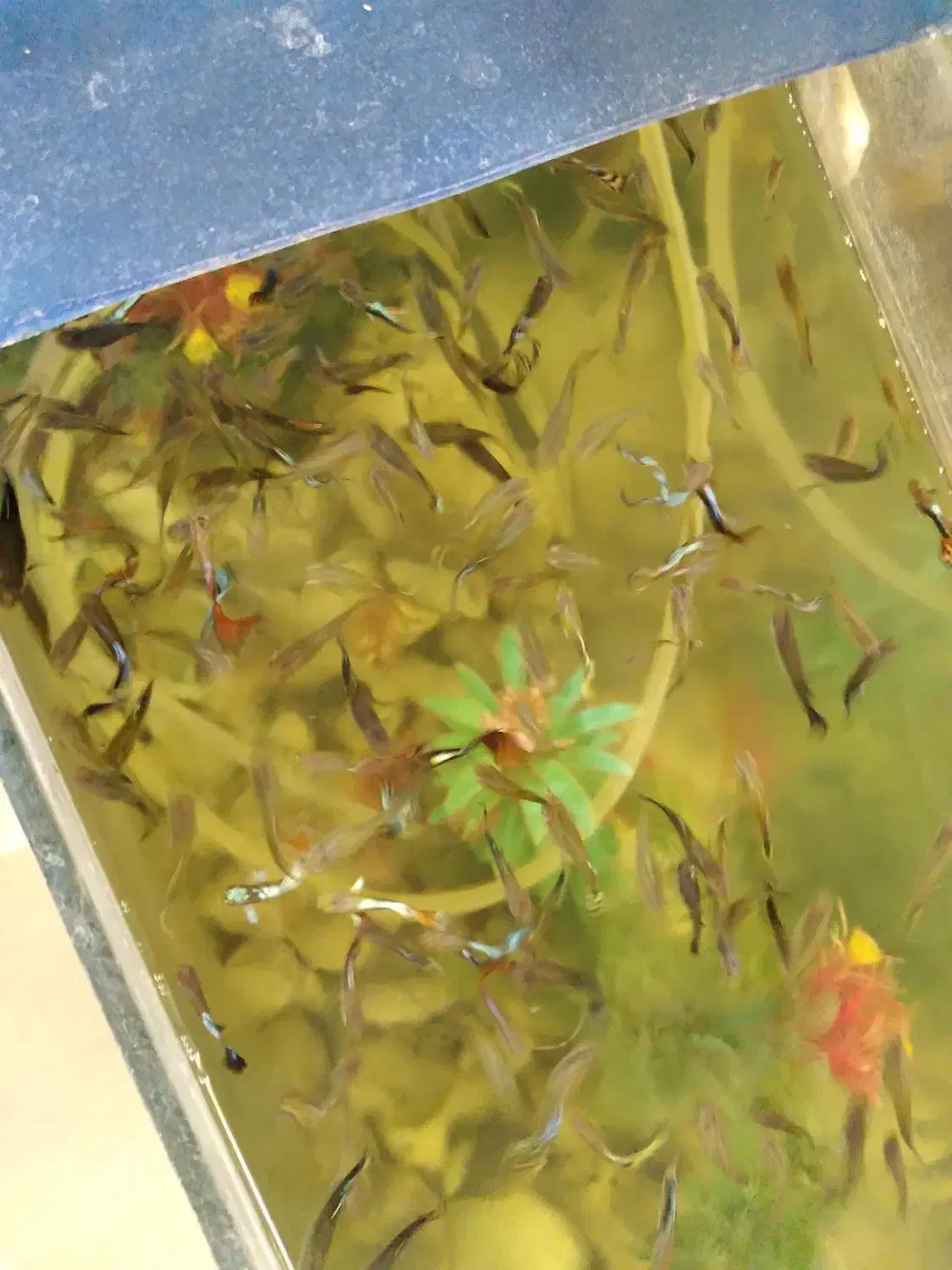 اکواریوم وماهی گوپی مولد بلک فسفری ۷رنگ|ماهی|فردیس, شهرک شهید حسینی|دیوار