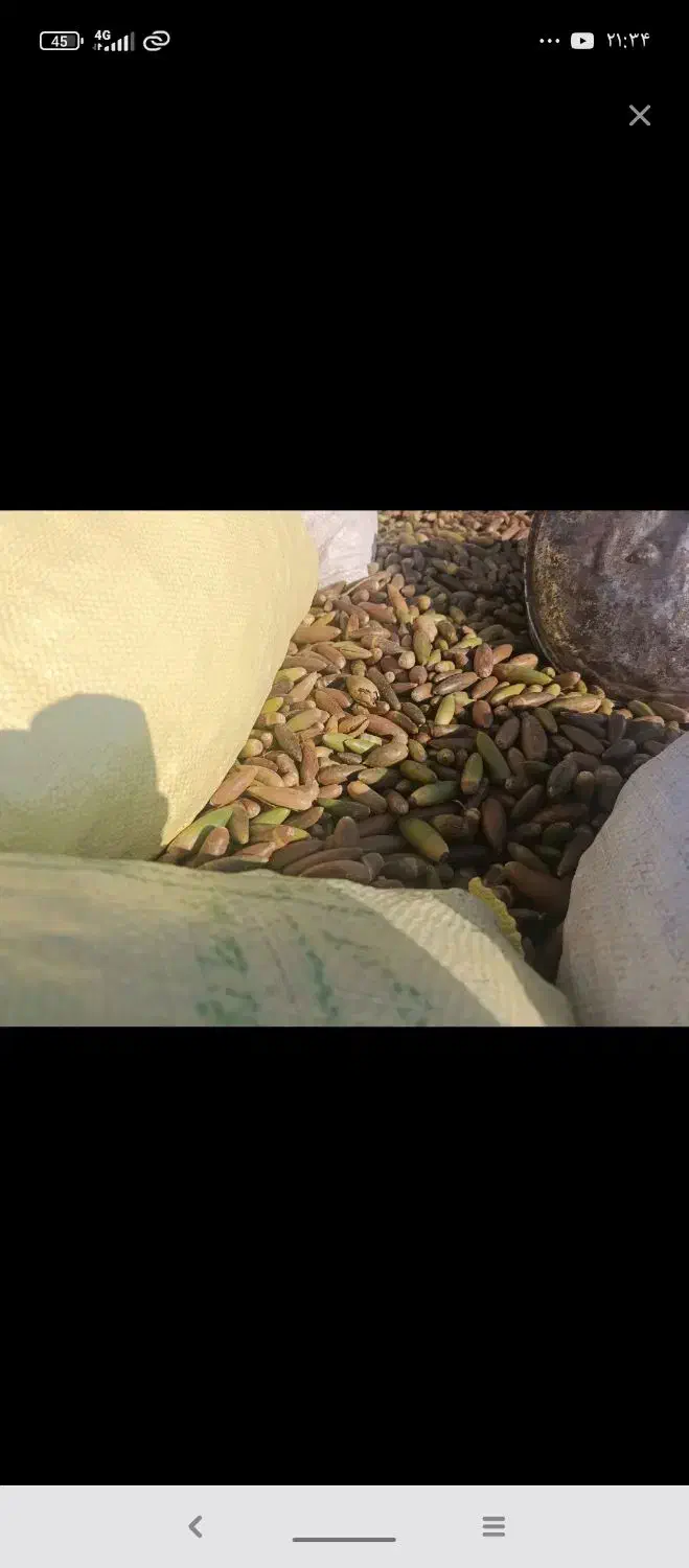 بلوط|خوردنی و آشامیدنی|چیتاب, |دیوار