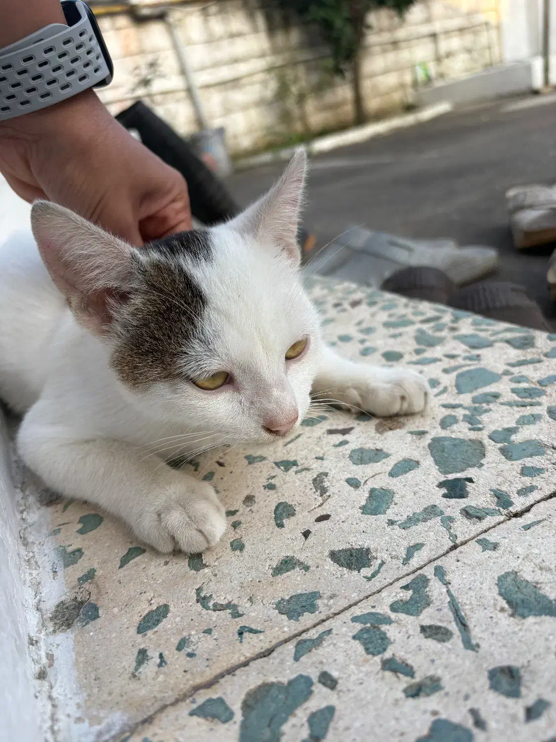 واگذاری گربه نر|گربه|بندر انزلی, قلم گوده|دیوار