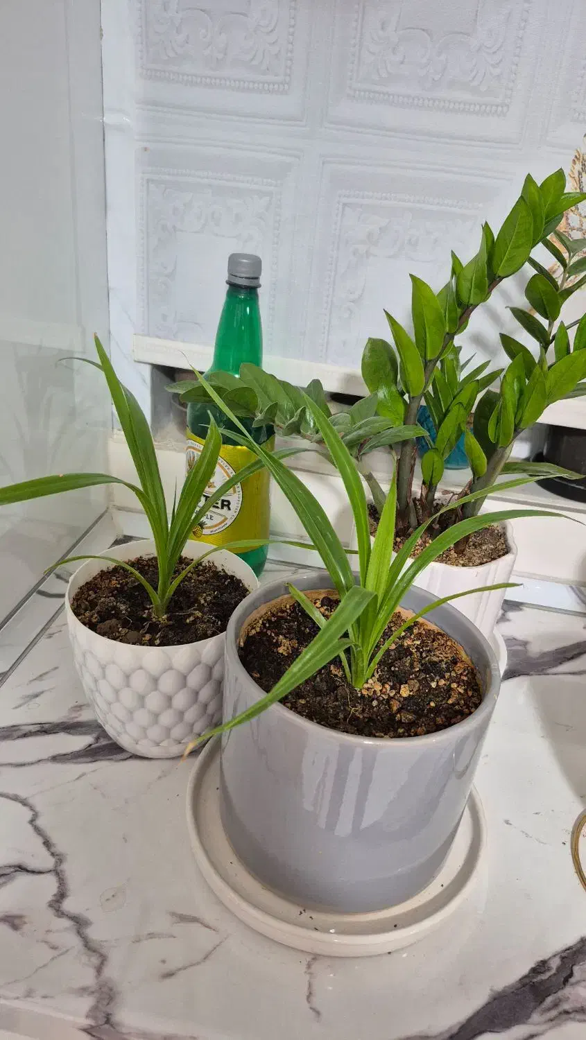 چندتا گل طبیعی|گل و گیاه طبیعی|اراک, |دیوار