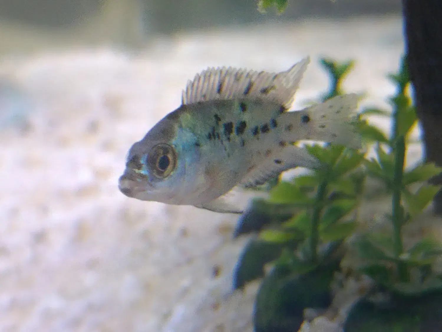 ماهی جک دمپسی|ماهی|ساوه, |دیوار