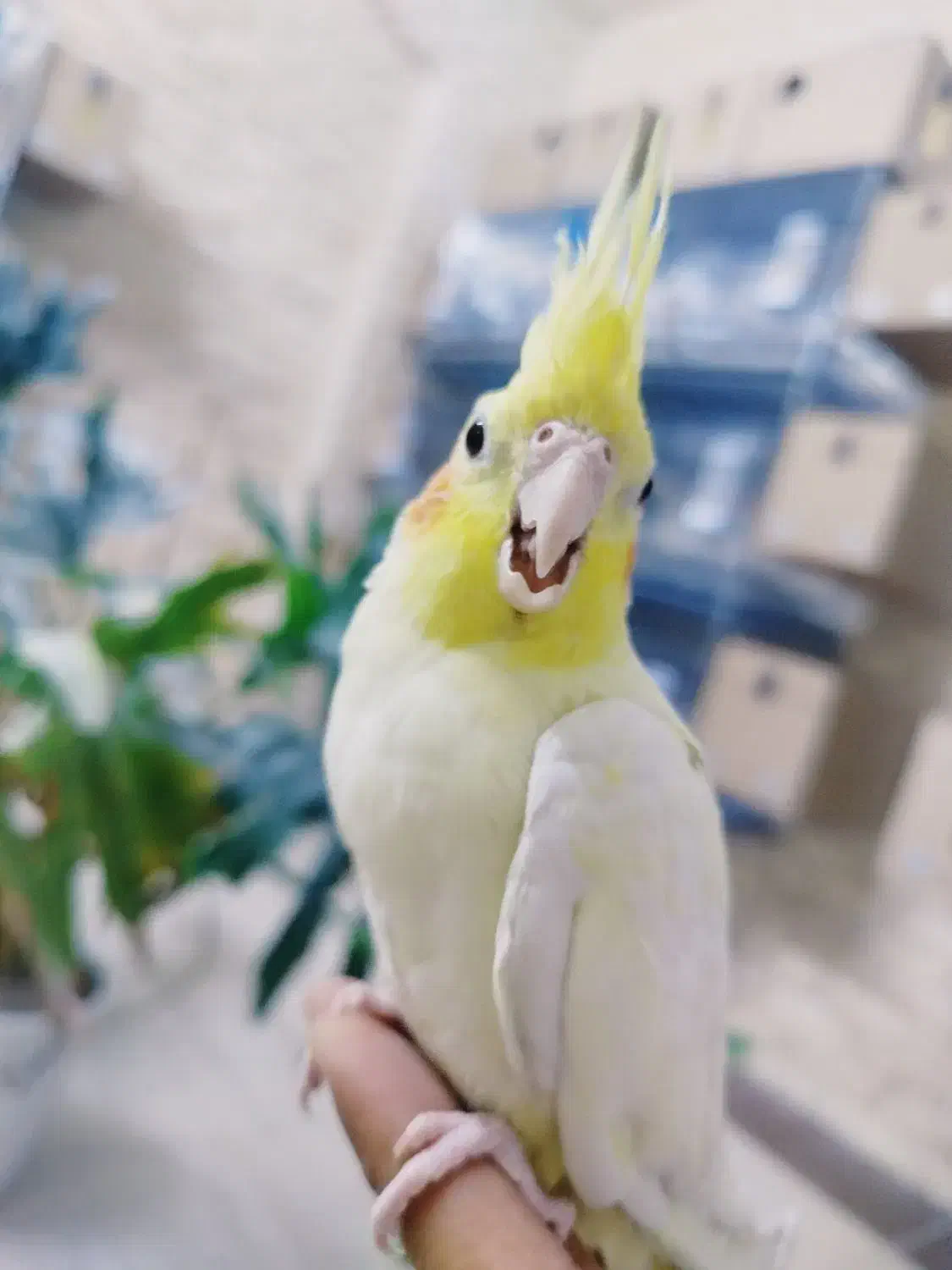 جوجه عروس هلندی رام و چلوندنی|پرنده|قم, شهدا|دیوار