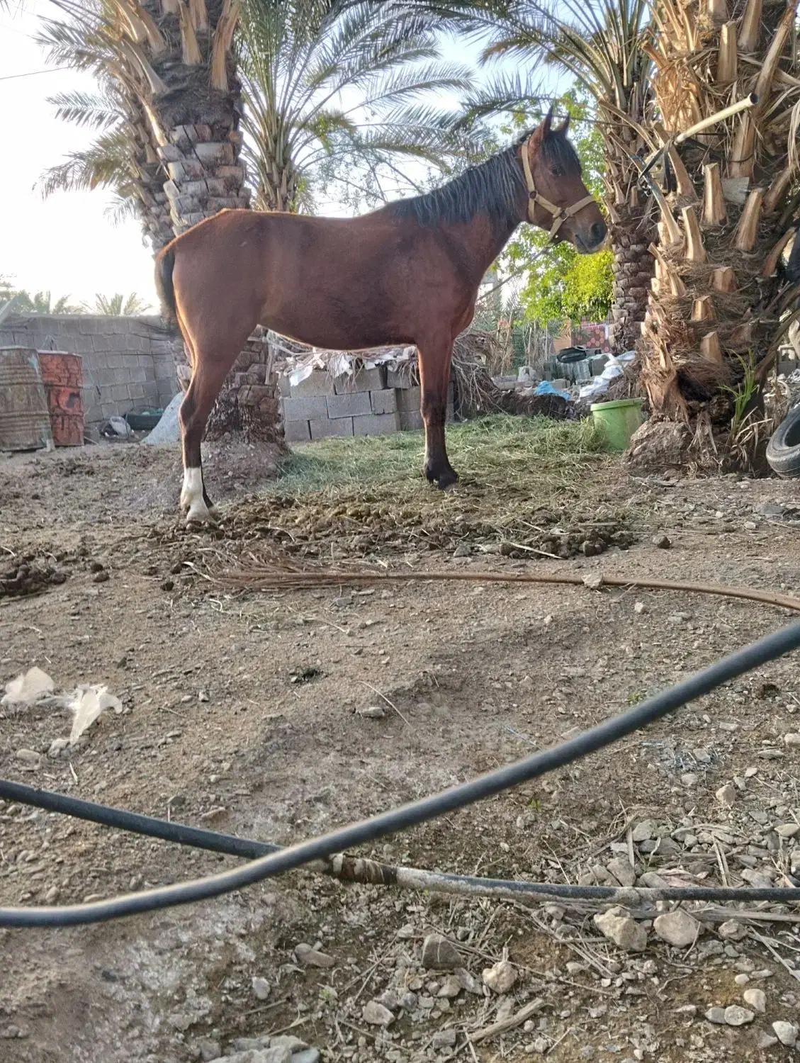 اسب|اسب و تجهیزات اسب‌سواری|سیرجان, |دیوار