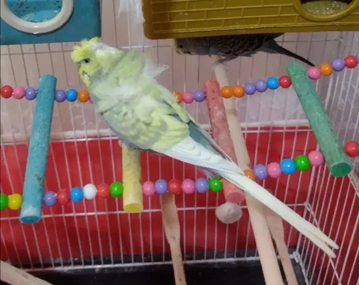 مرغ عشق ماده پروانه ای|پرنده|لامرد, |دیوار