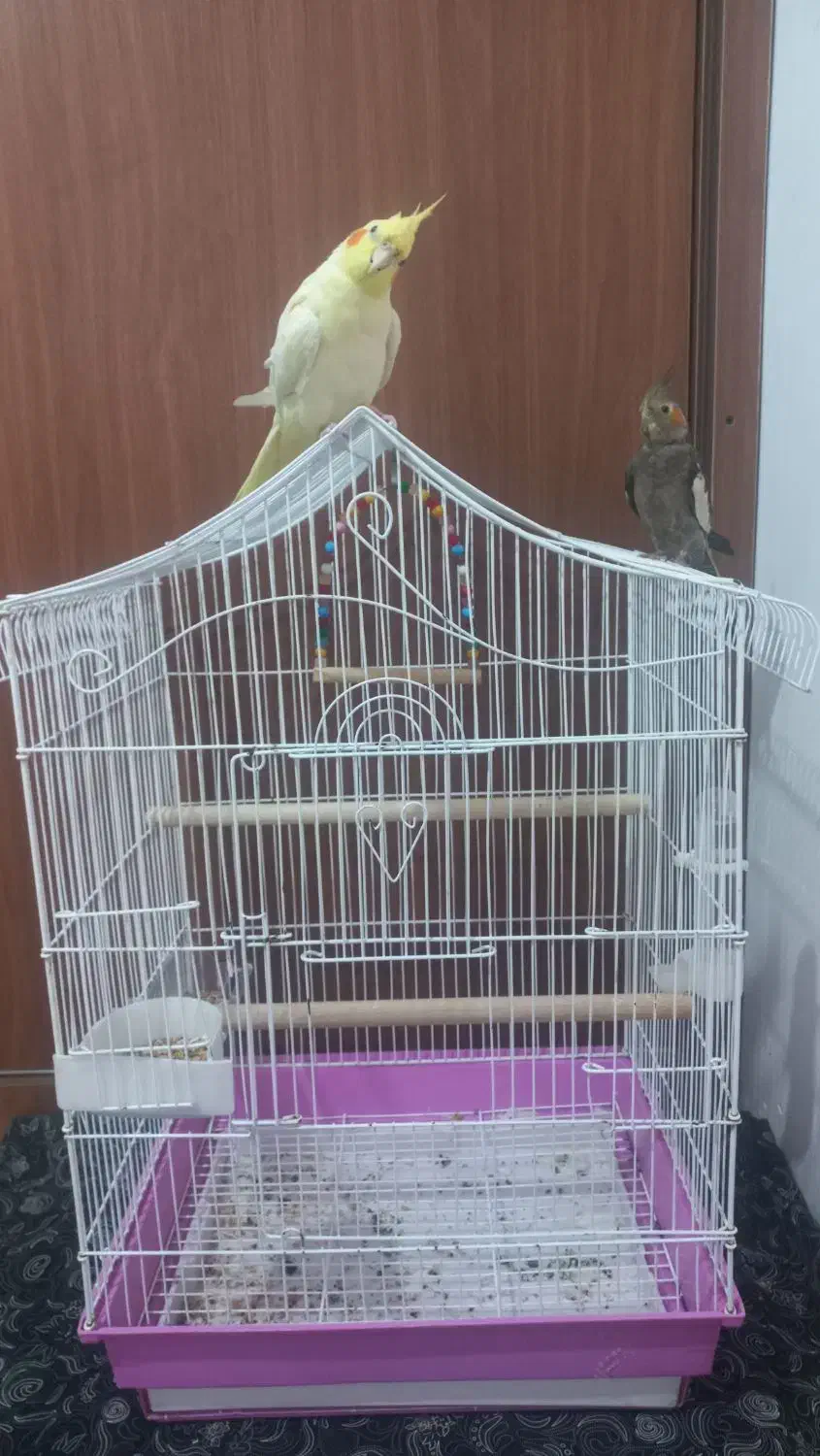 عروس هلندی|پرنده|املش, |دیوار