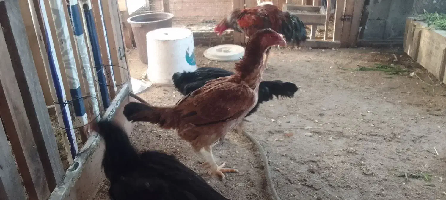 فروش مرغ وخروس لاری ترک|حیوانات مزرعه|نوشهر, |دیوار