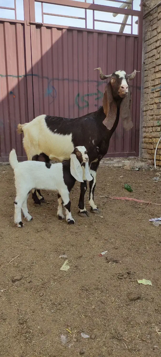 یک راس بزوبزغاله دار|حیوانات مزرعه|گنبد کاووس, |دیوار