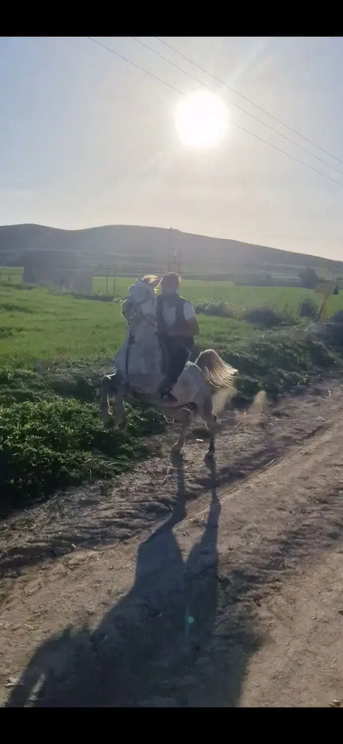 اسب|اسب و تجهیزات اسب‌سواری|یاسوج, |دیوار