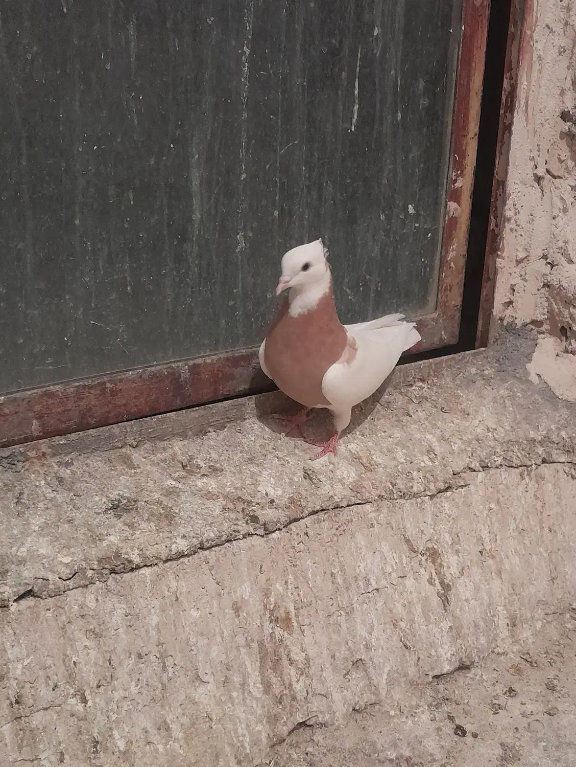 کبوتر طوقی|پرنده|شهرضا, |دیوار