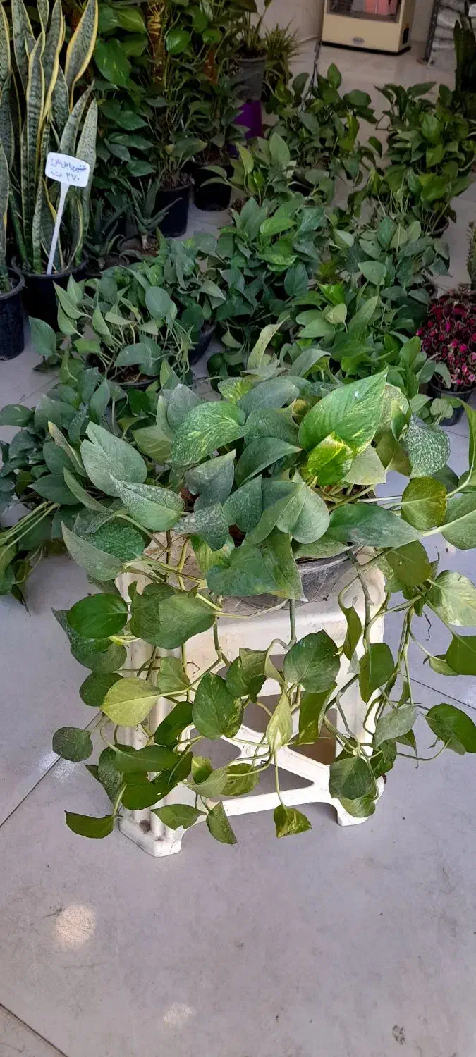 پتوس کاسه ای بزرگ رونده آویز پُر برگ|گل و گیاه طبیعی|قم, نیروگاه|دیوار