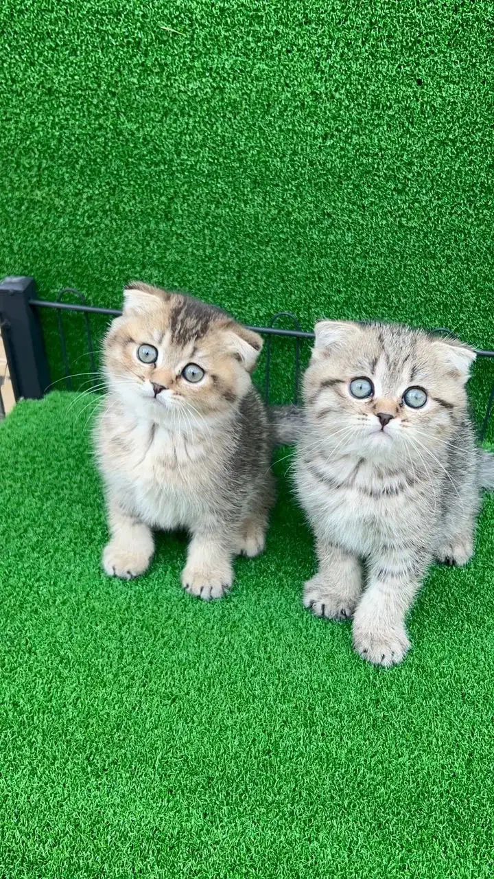 اسکاتیش بلک گلد و بلو گلد|گربه|شاهرود, |دیوار