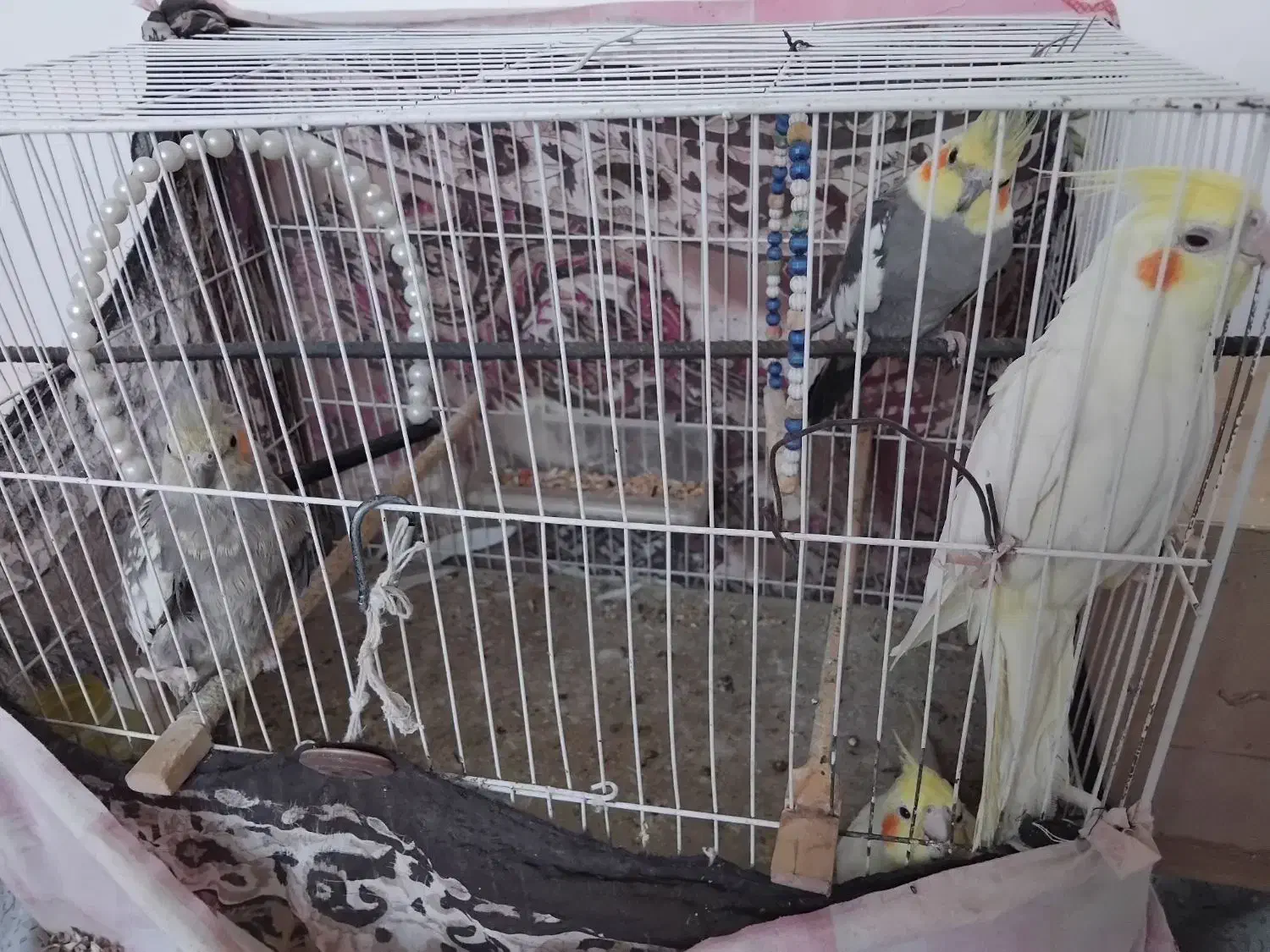 عروس هلندی|پرنده|نیمبلوک, |دیوار