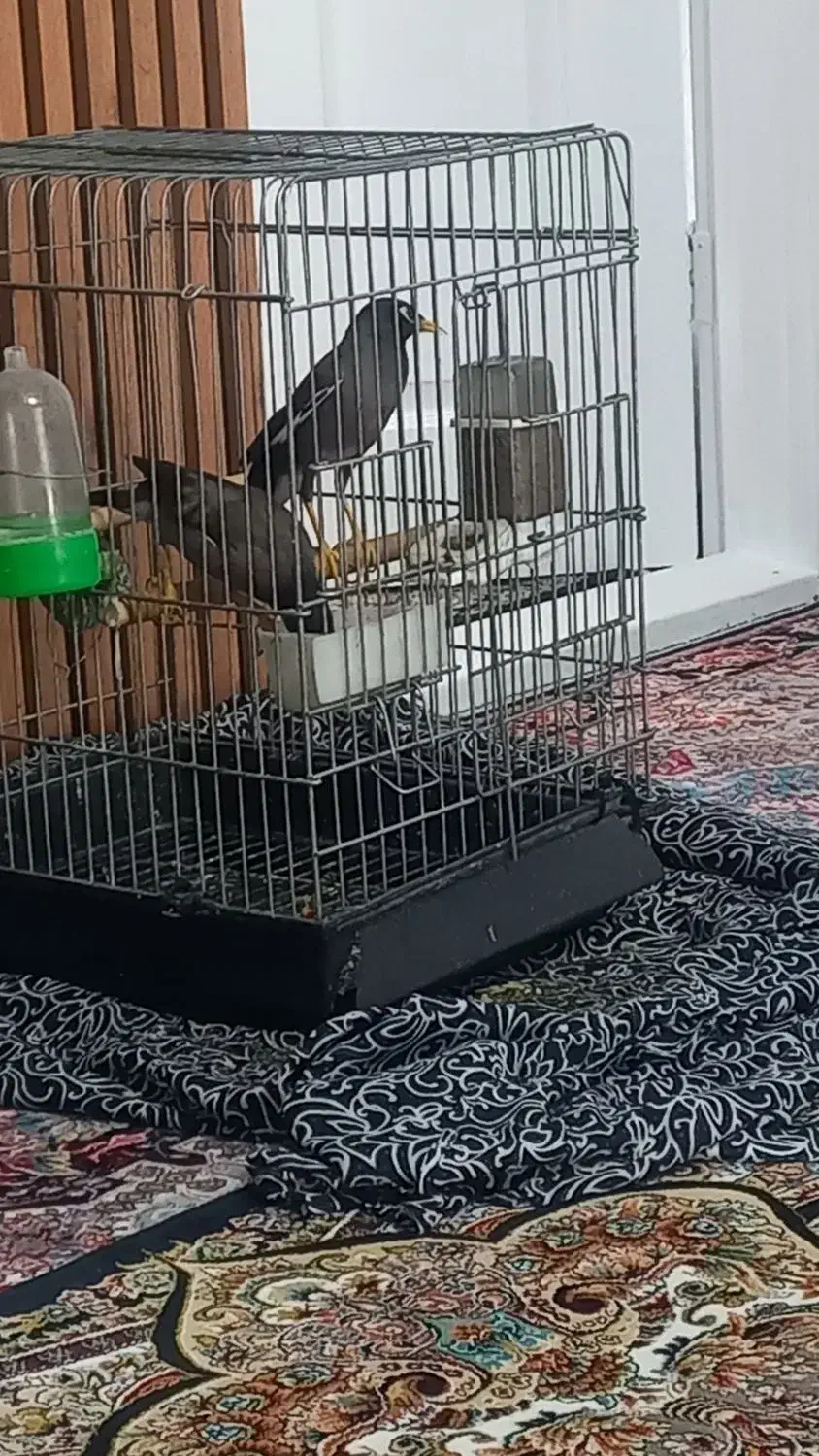 مرغ مینا سخنگو|پرنده|قدس, شهر‌قدس|دیوار