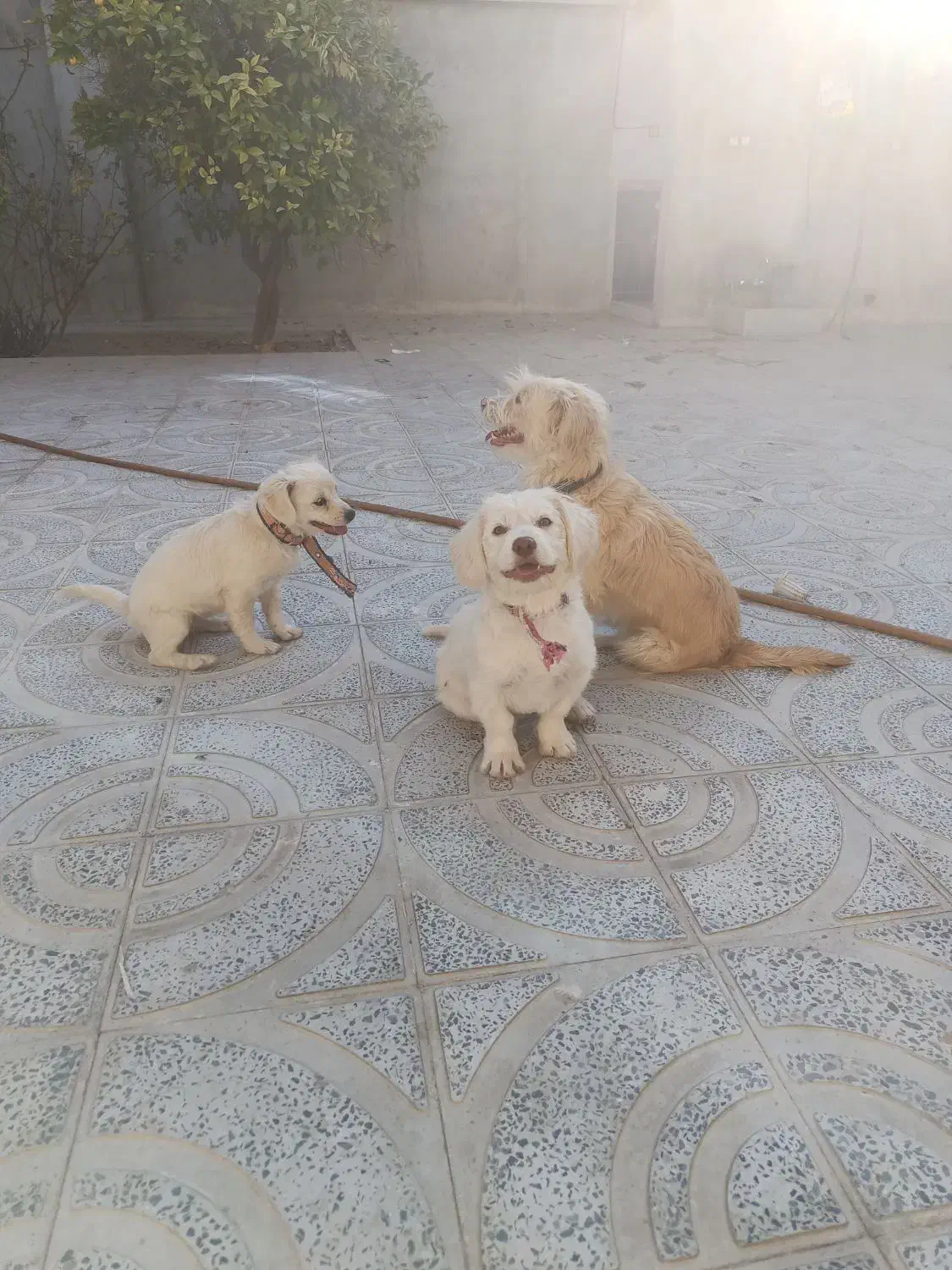 فروش سه عدد سگ آشپیتز قیمت ۴ میلیون|سگ|جهرم, |دیوار