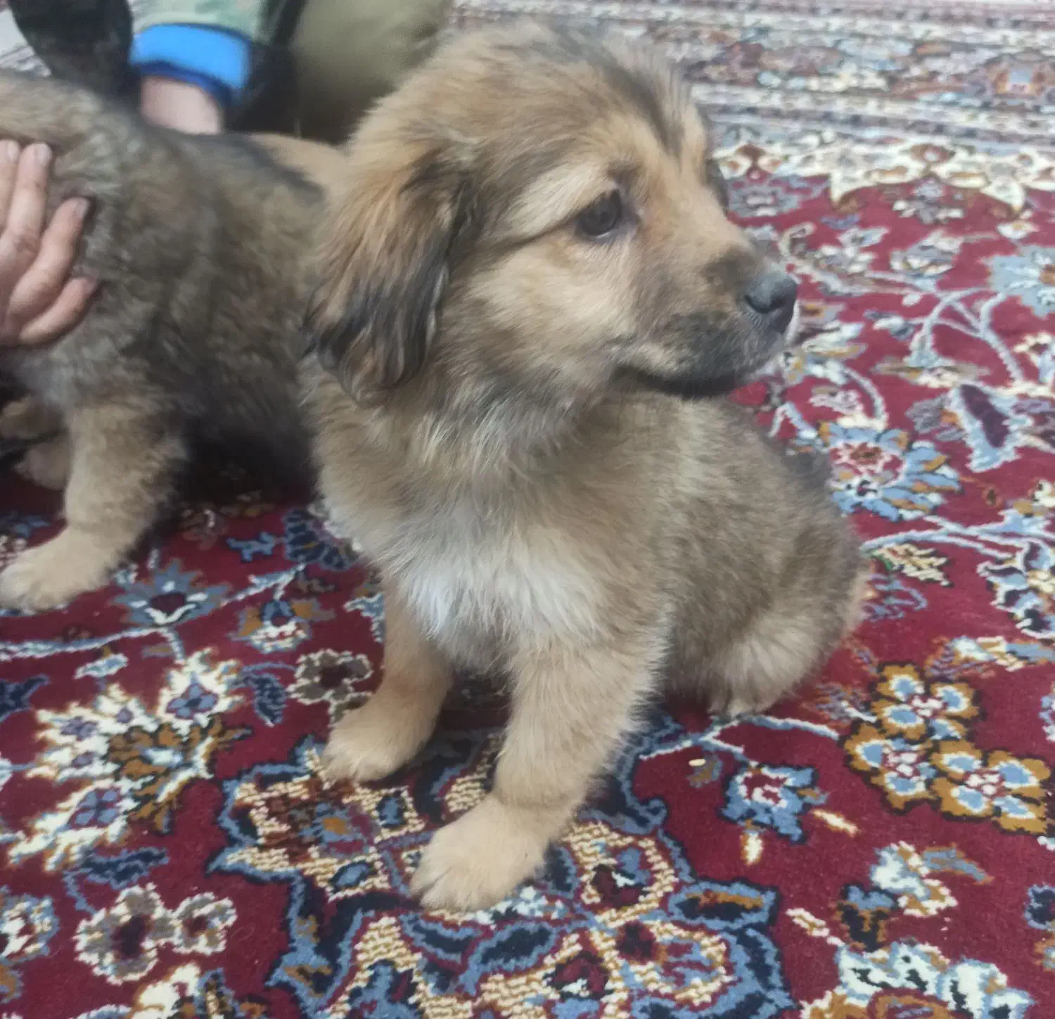 واگذاری توله اشپیتز|سگ|جهرم, |دیوار