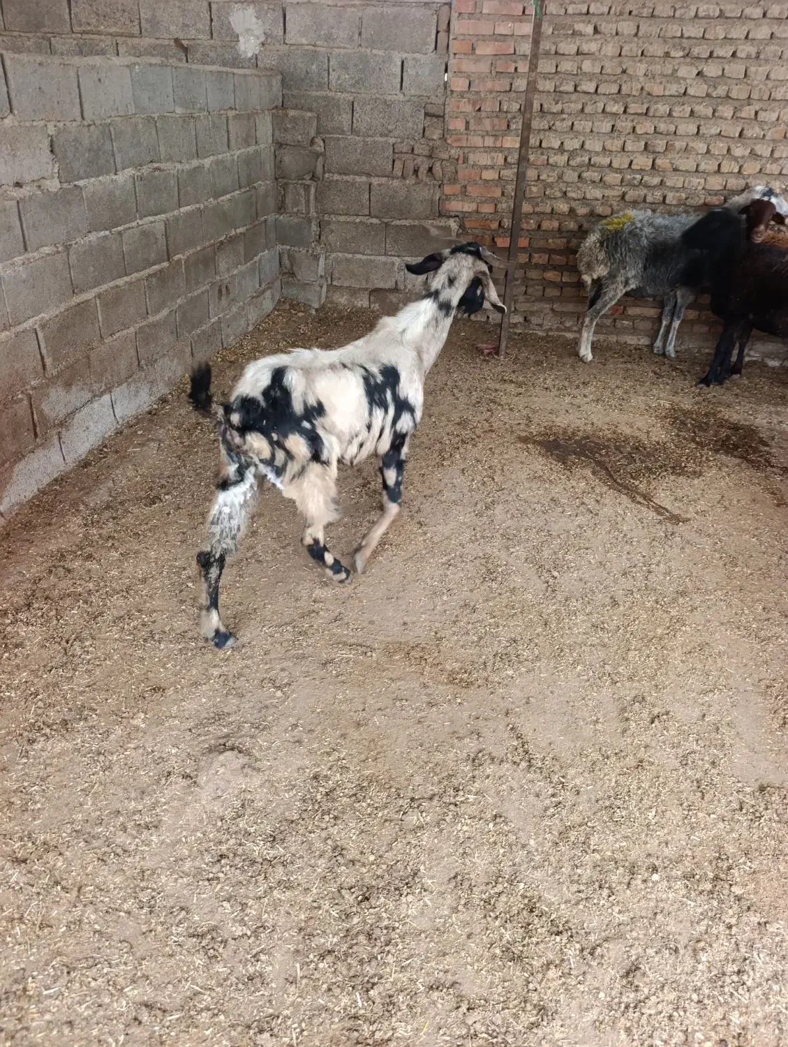 بز تیپ تیپی جوان|حیوانات مزرعه|آزادشهر, |دیوار