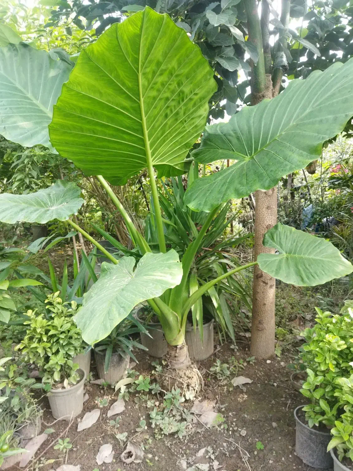 گل و‌گیاه|گل و گیاه طبیعی|چالوس, |دیوار