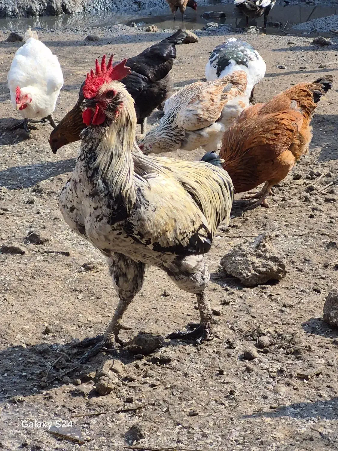 مرغ و خروس|حیوانات مزرعه|رشت, کوی قدس|دیوار