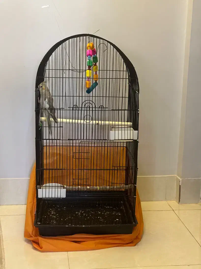 عروس هلندی دستی|پرنده|قم, پردیسان|دیوار