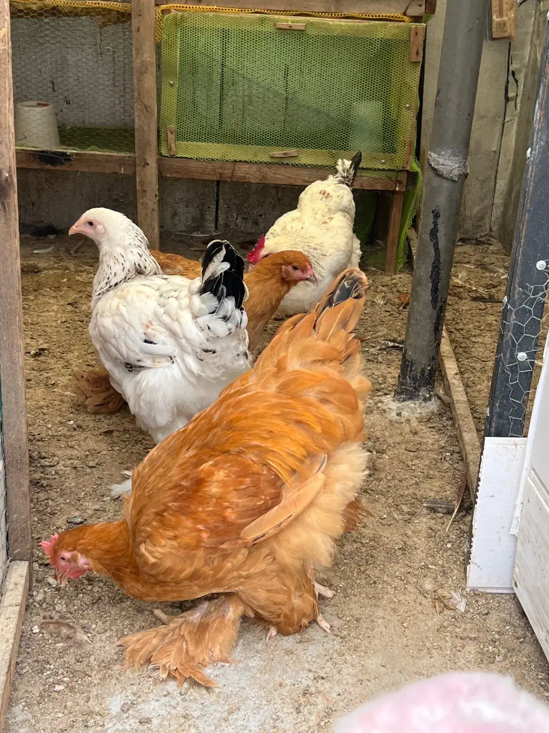 مرغ برهما بالغ آماده تخم گذاری|حیوانات مزرعه|آمل, |دیوار