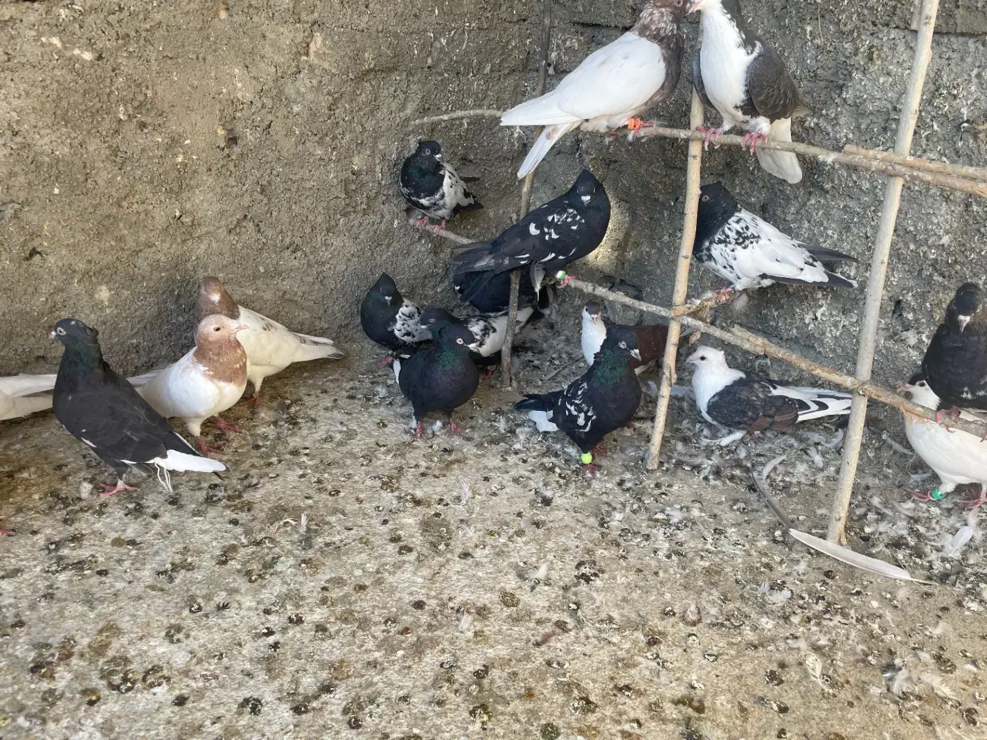 بیست پنج تا کفتر|پرنده|شیروان (خراسان), |دیوار