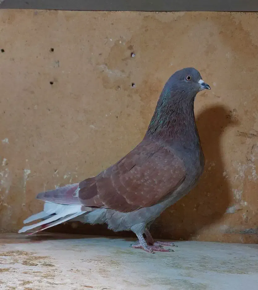 نرو ماده|پرنده|تهران, بیسیم|دیوار