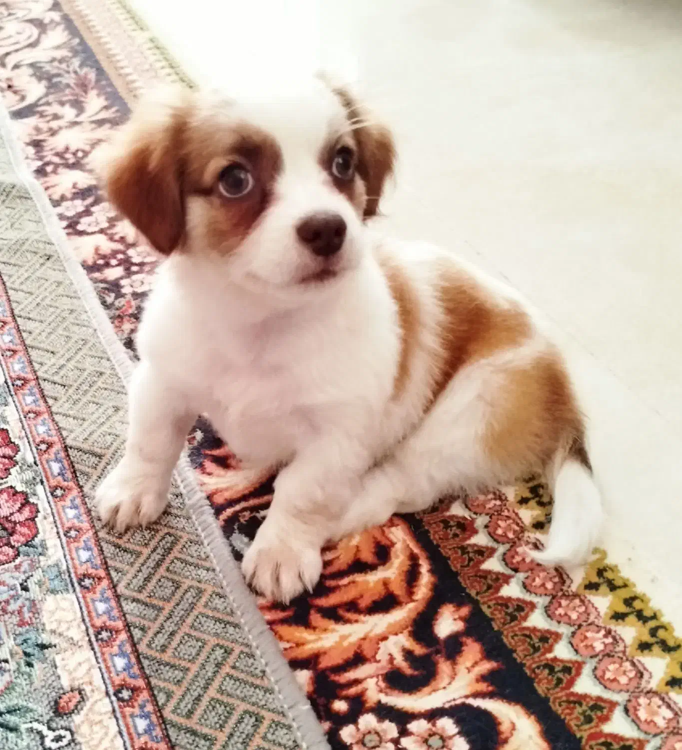 سگ شیتزو|سگ|تربت‌حیدریه, میدان مرکزی|دیوار