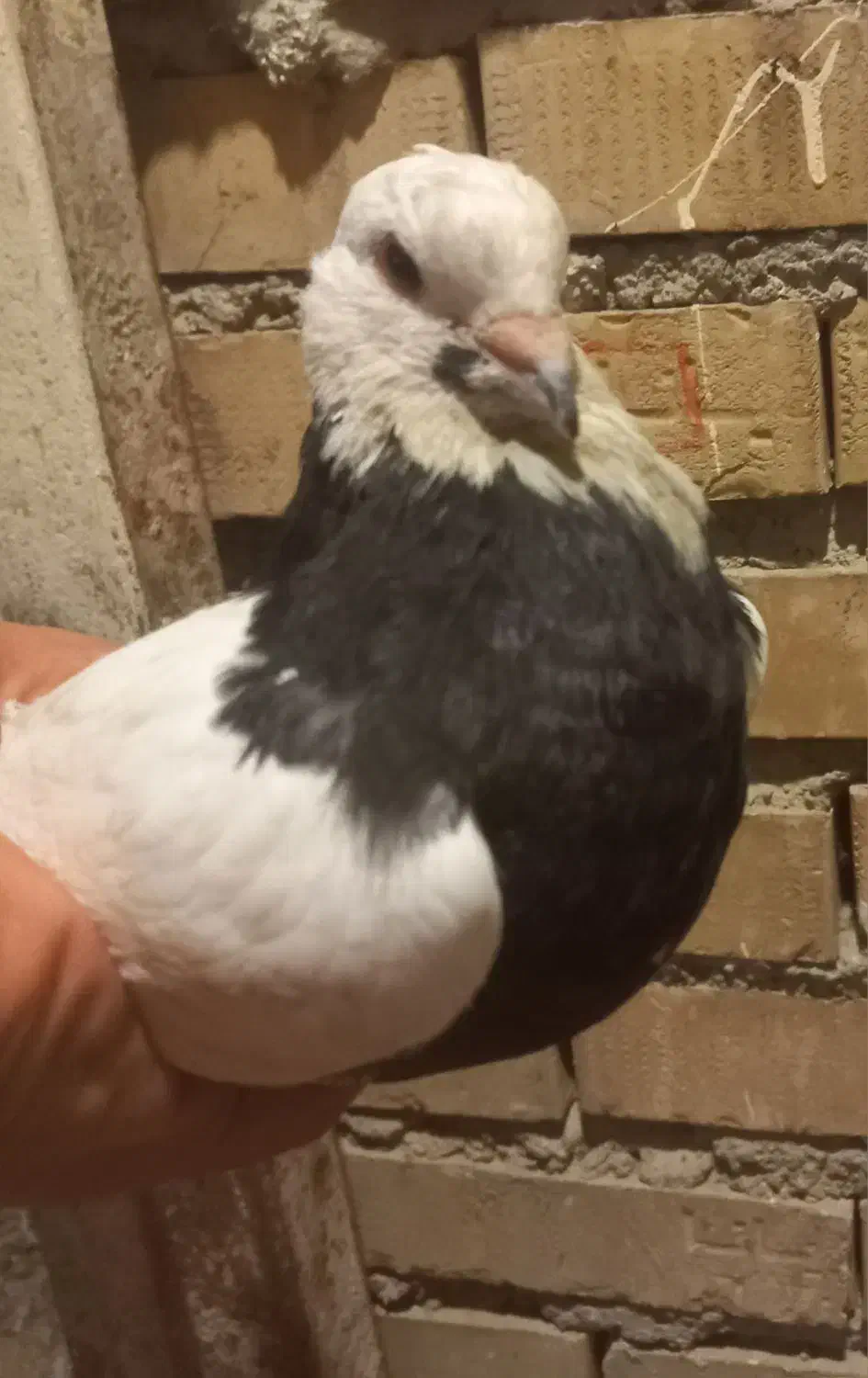 کفتر طوقی|پرنده|بندر ماهشهر, |دیوار