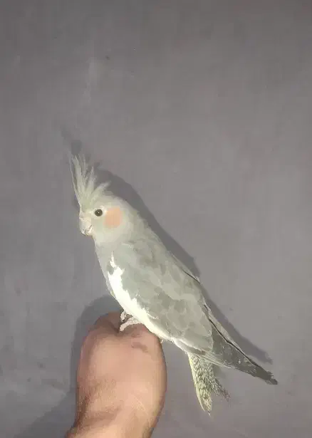 انواع عروس هلندی دست اموز و.  وحشی|پرنده|نقده, |دیوار