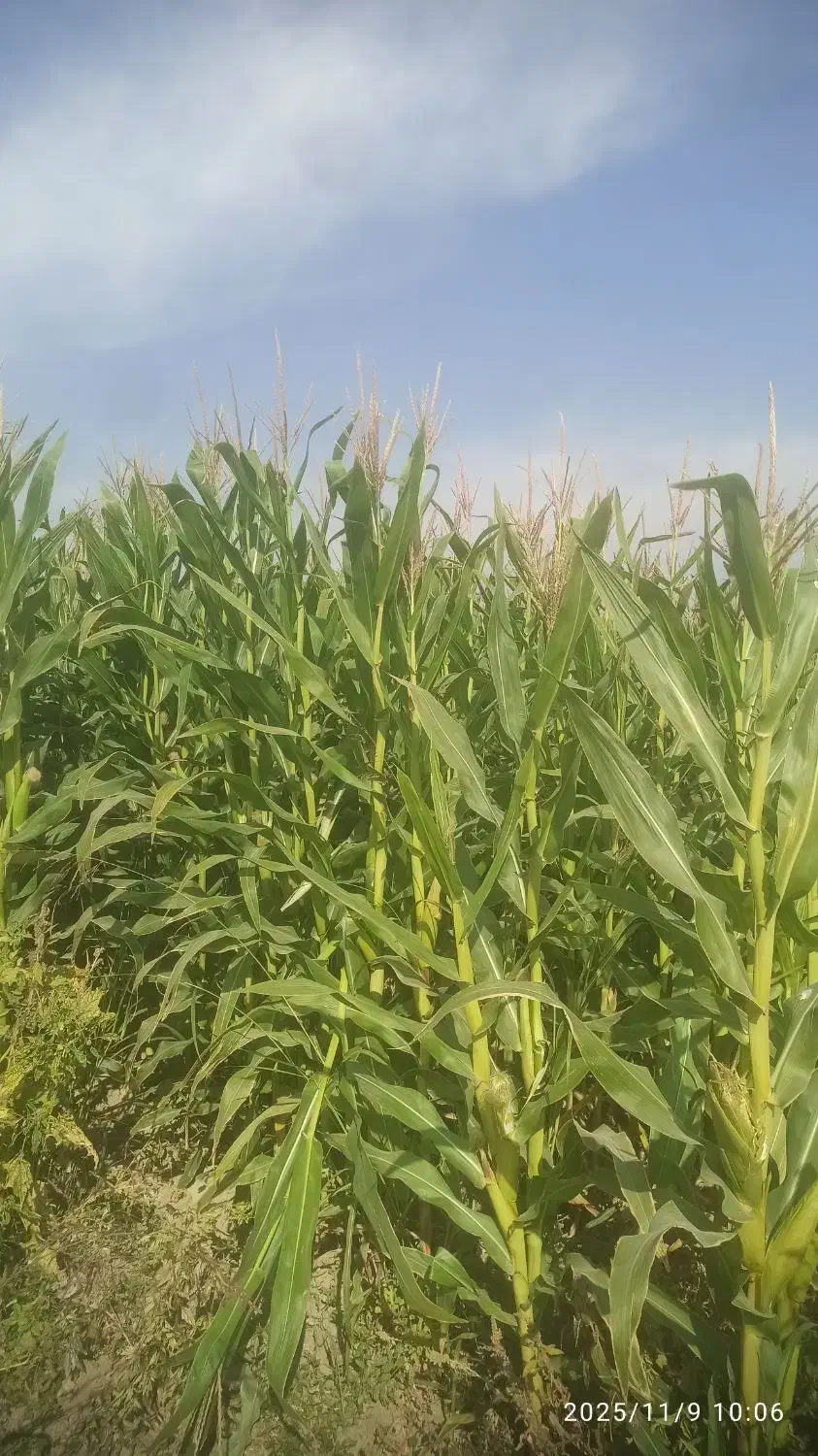 ذرت علوفه ای|خدمات باغبانی و درختکاری|بانش, |دیوار