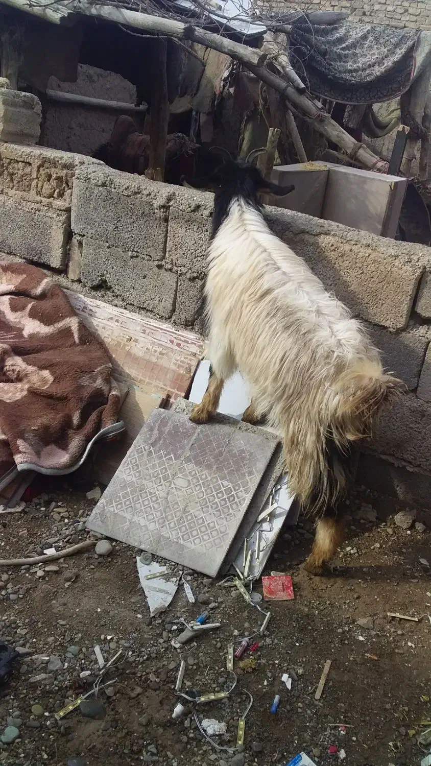 بزغاله شیرازی|حیوانات مزرعه|ماهدشت, |دیوار