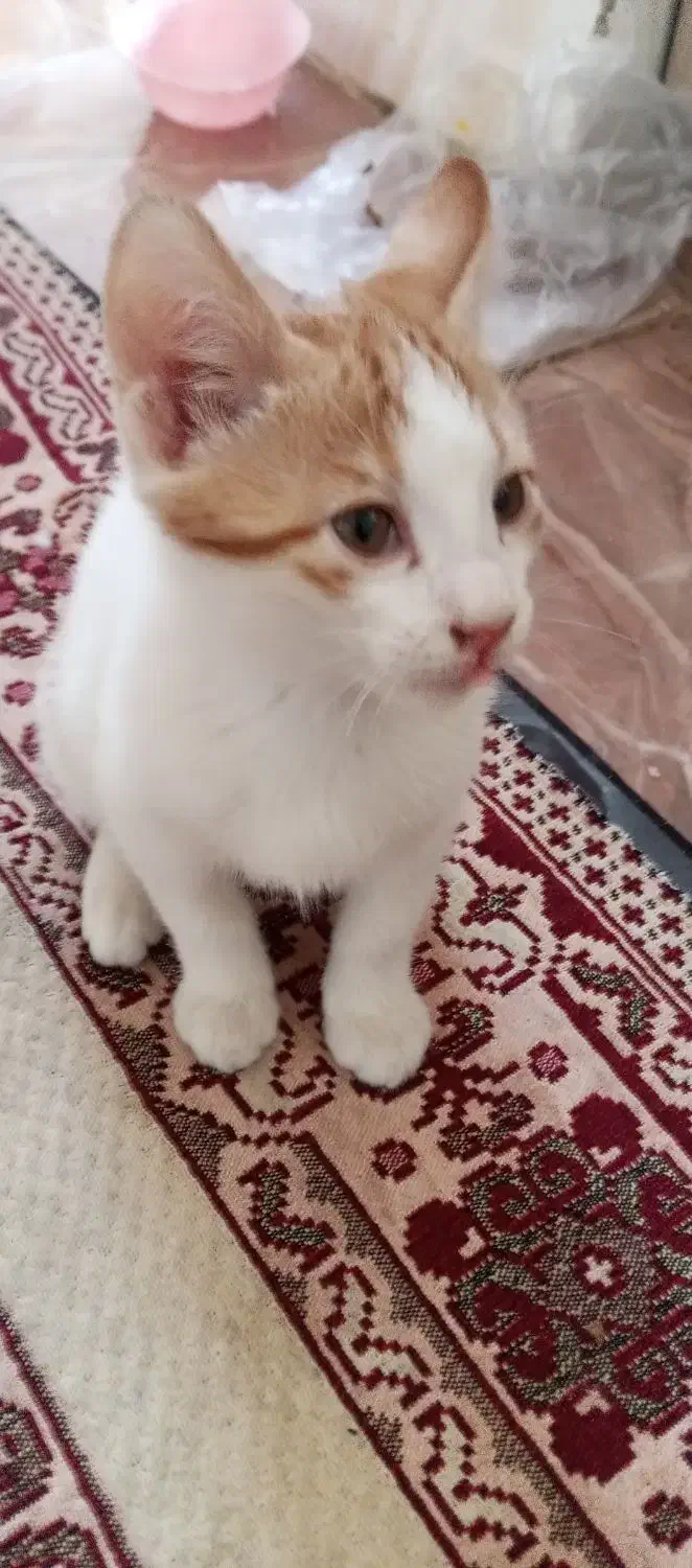 گربه|گربه|تبریز, |دیوار