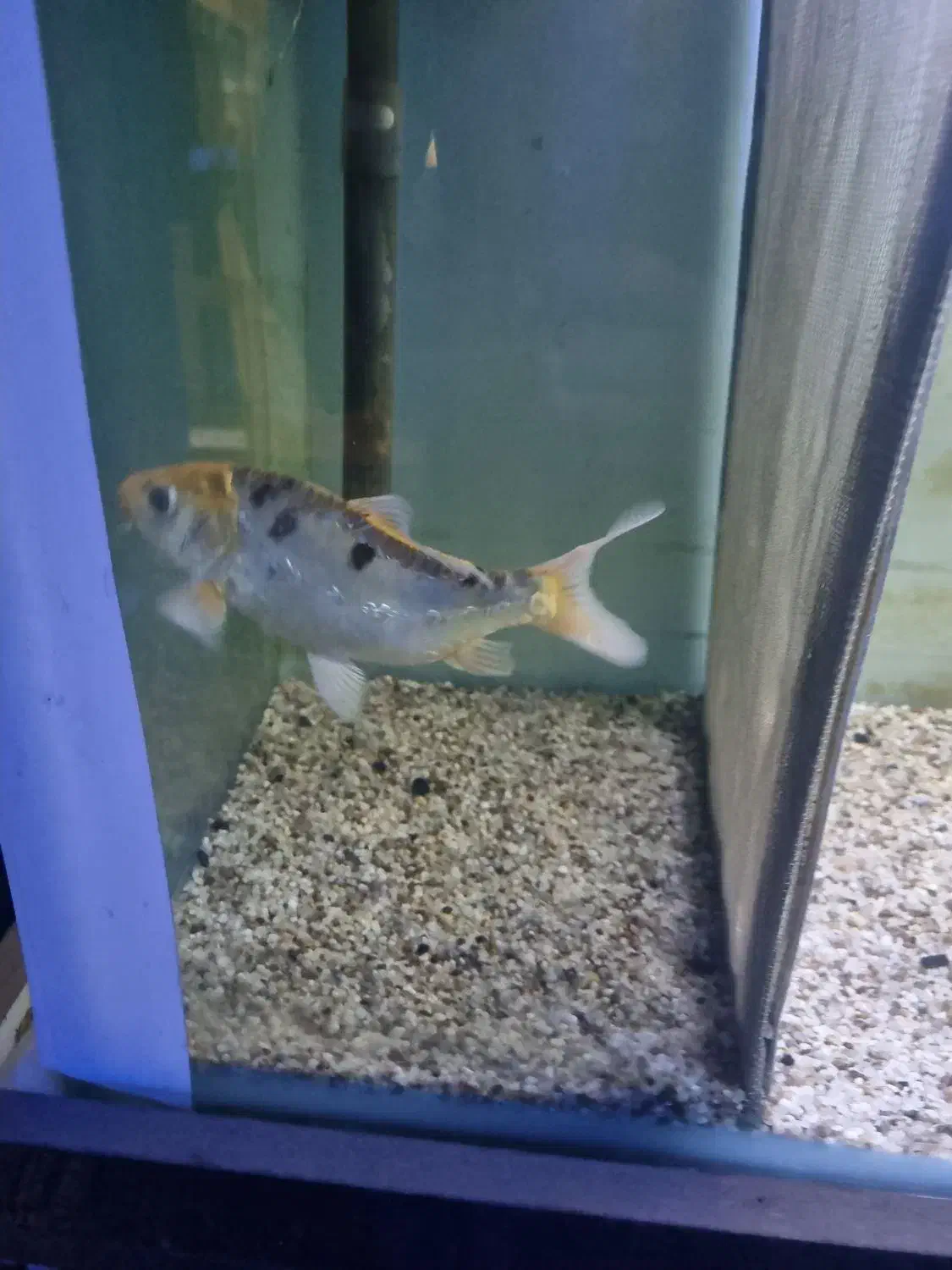 ماهی کوی پوست چرم ماده|ماهی|شهریار, شهریار|دیوار