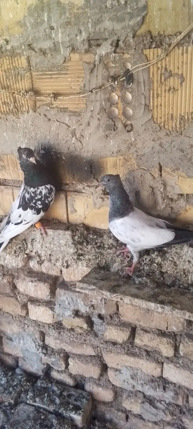 پرنده. طوقی|پرنده|خرمشهر, |دیوار