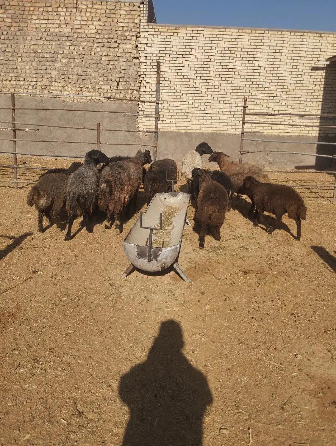 12راس میش افشاری جوان با بره 30کیلویی|حیوانات مزرعه|حبیب آباد, |دیوار