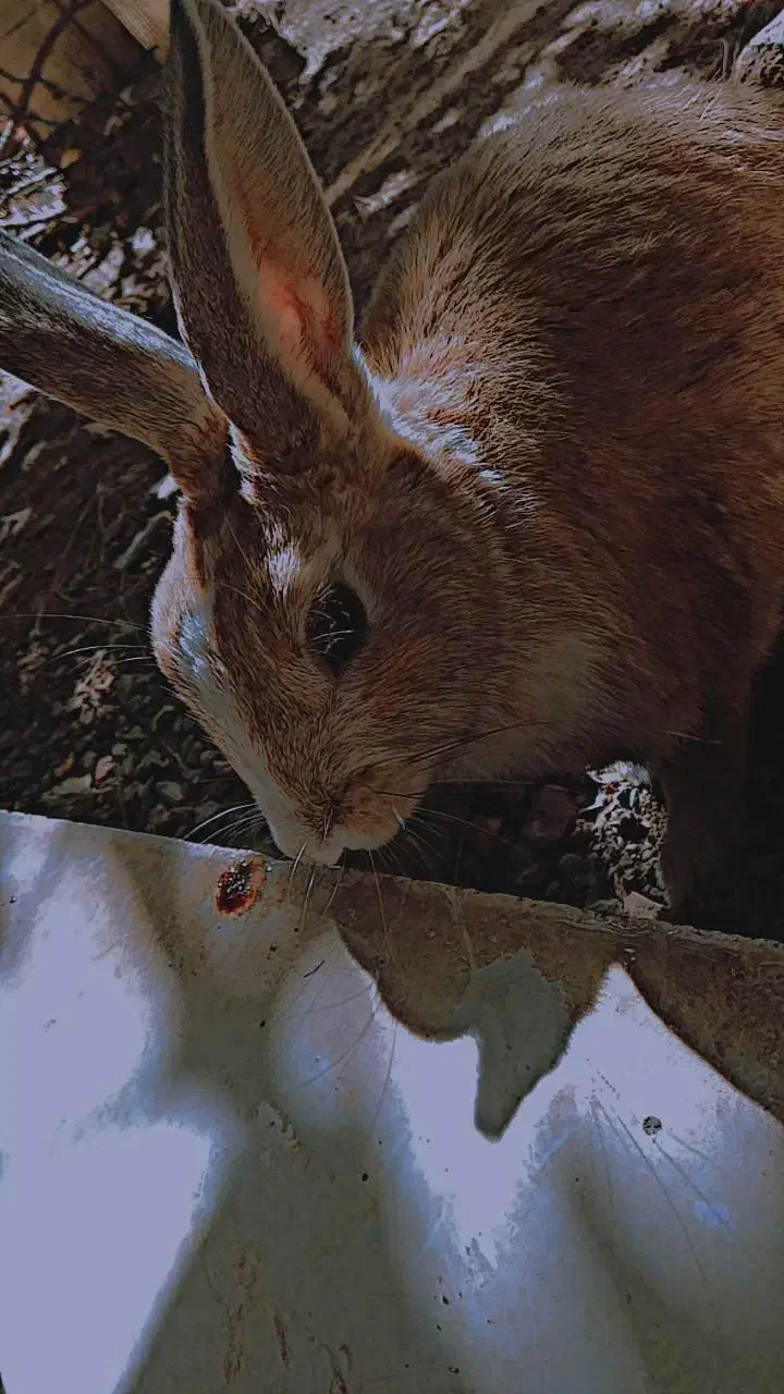 خرگوش|موش و خرگوش|قائن, |دیوار