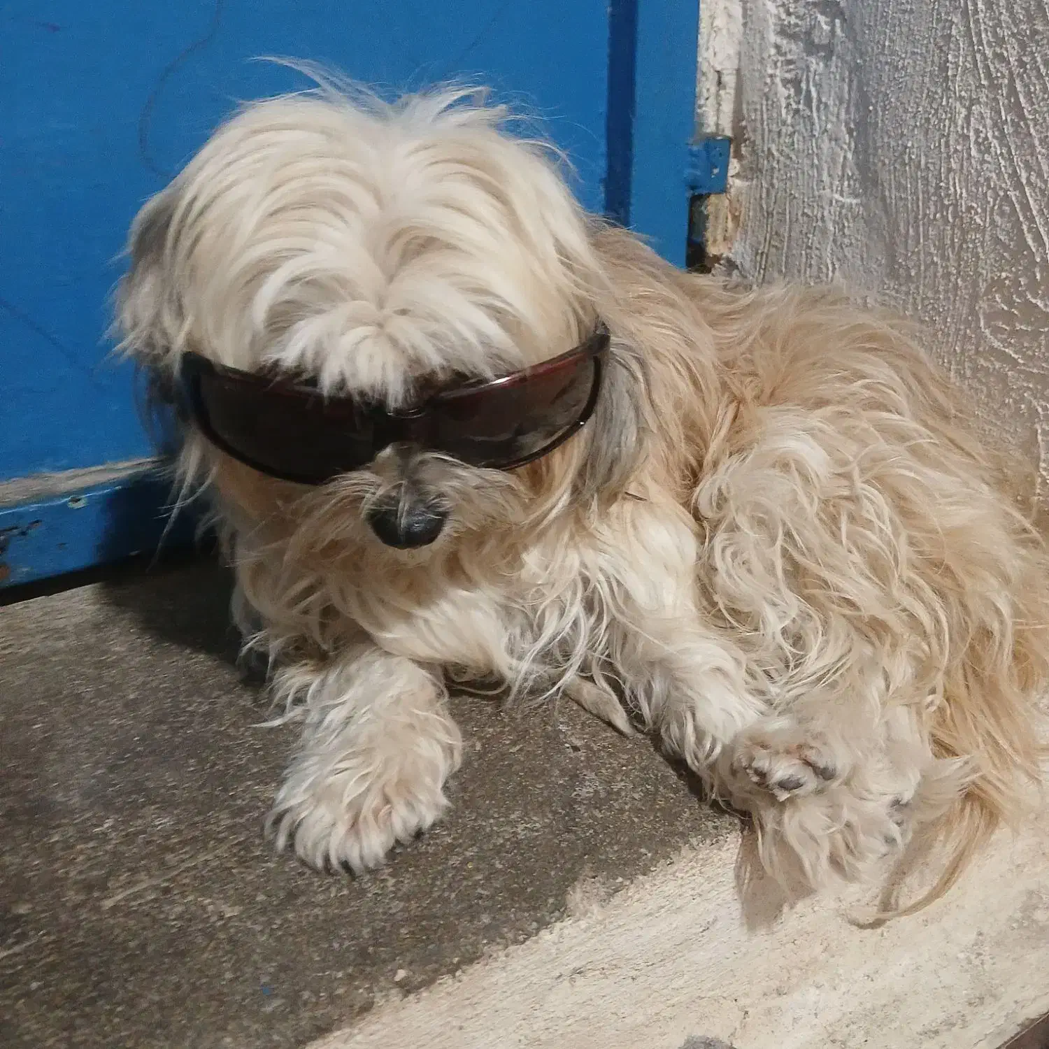 سگ گمشده|حیوانات|مسجد سلیمان, |دیوار