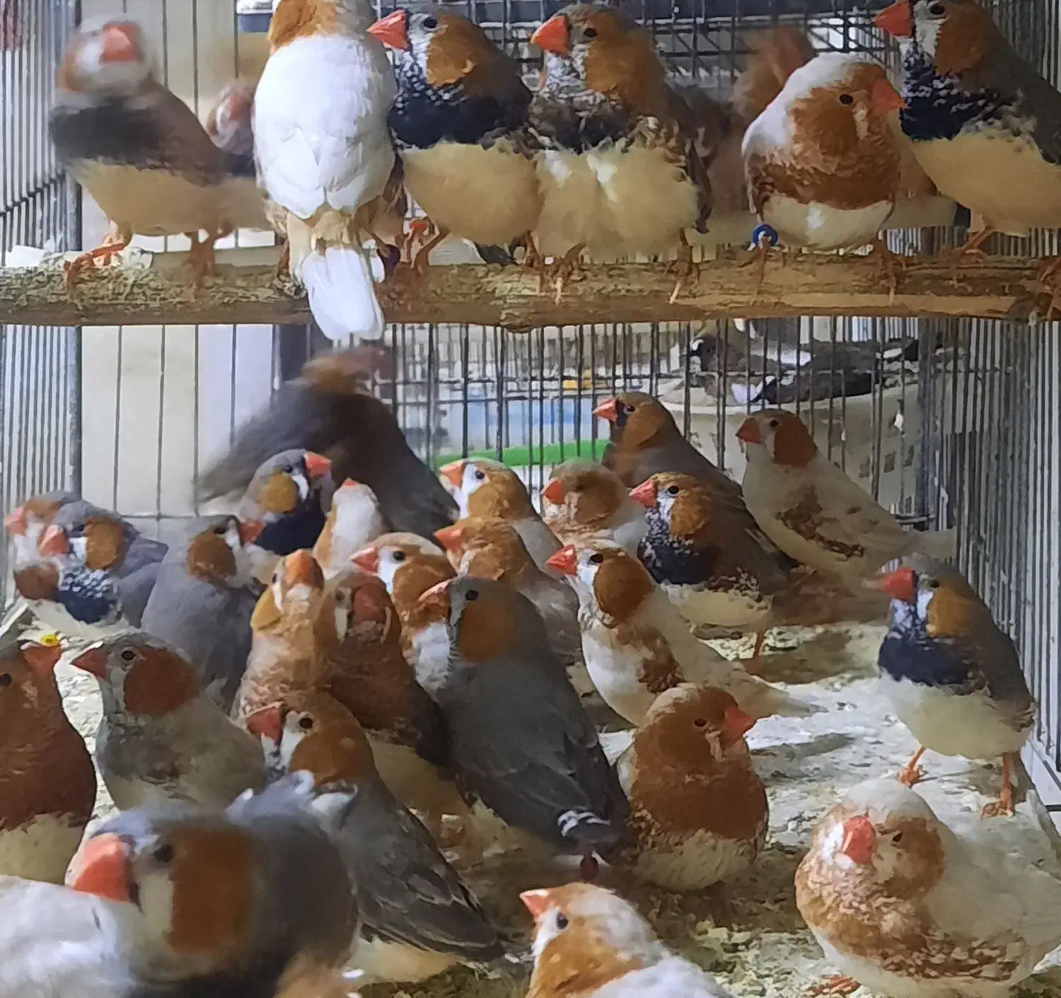 فنچ فائو اورنج تعداد|پرنده|اردبیل, |دیوار